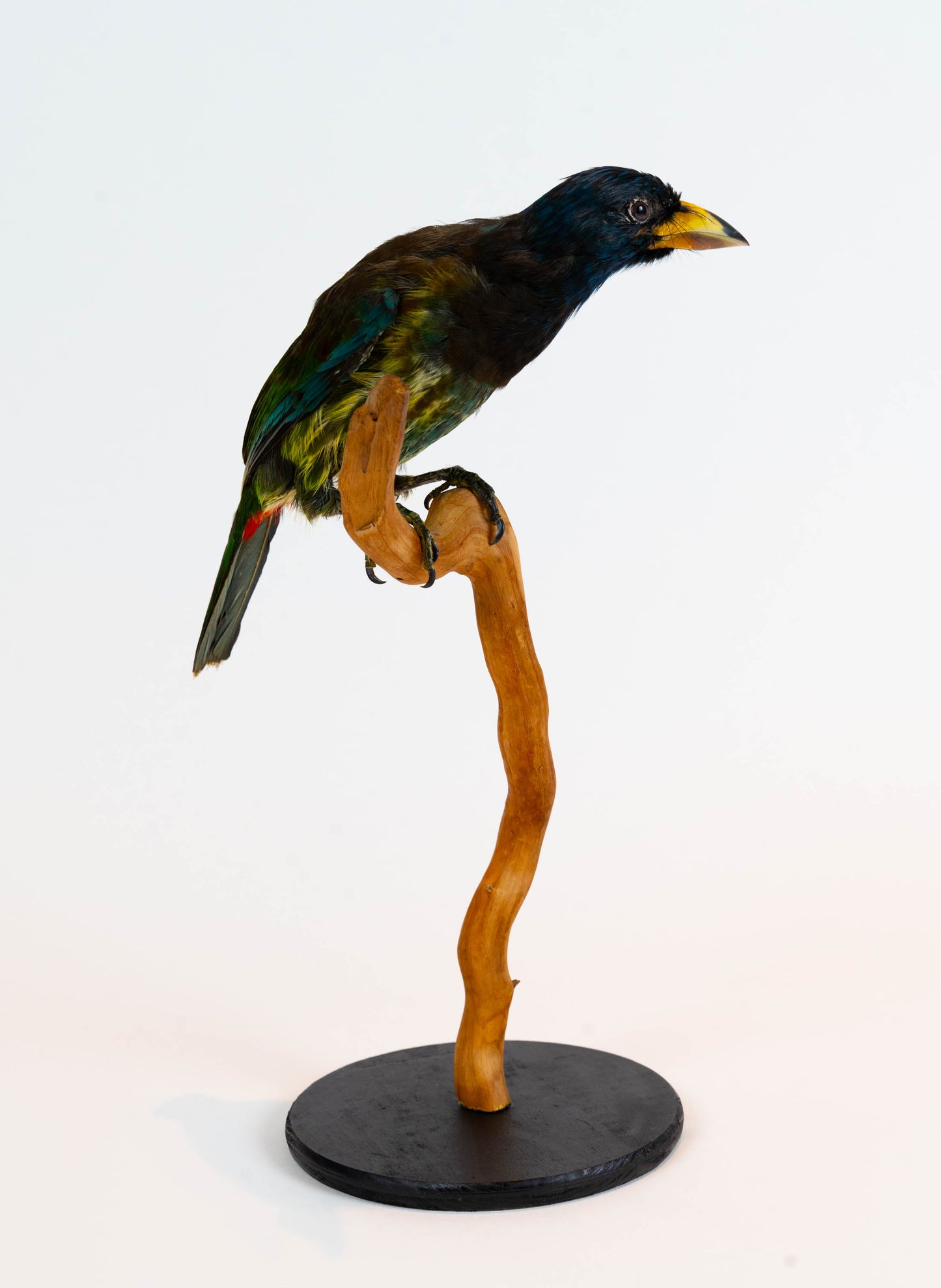 Great Barbet Taxidermy Stand Mount For Sale