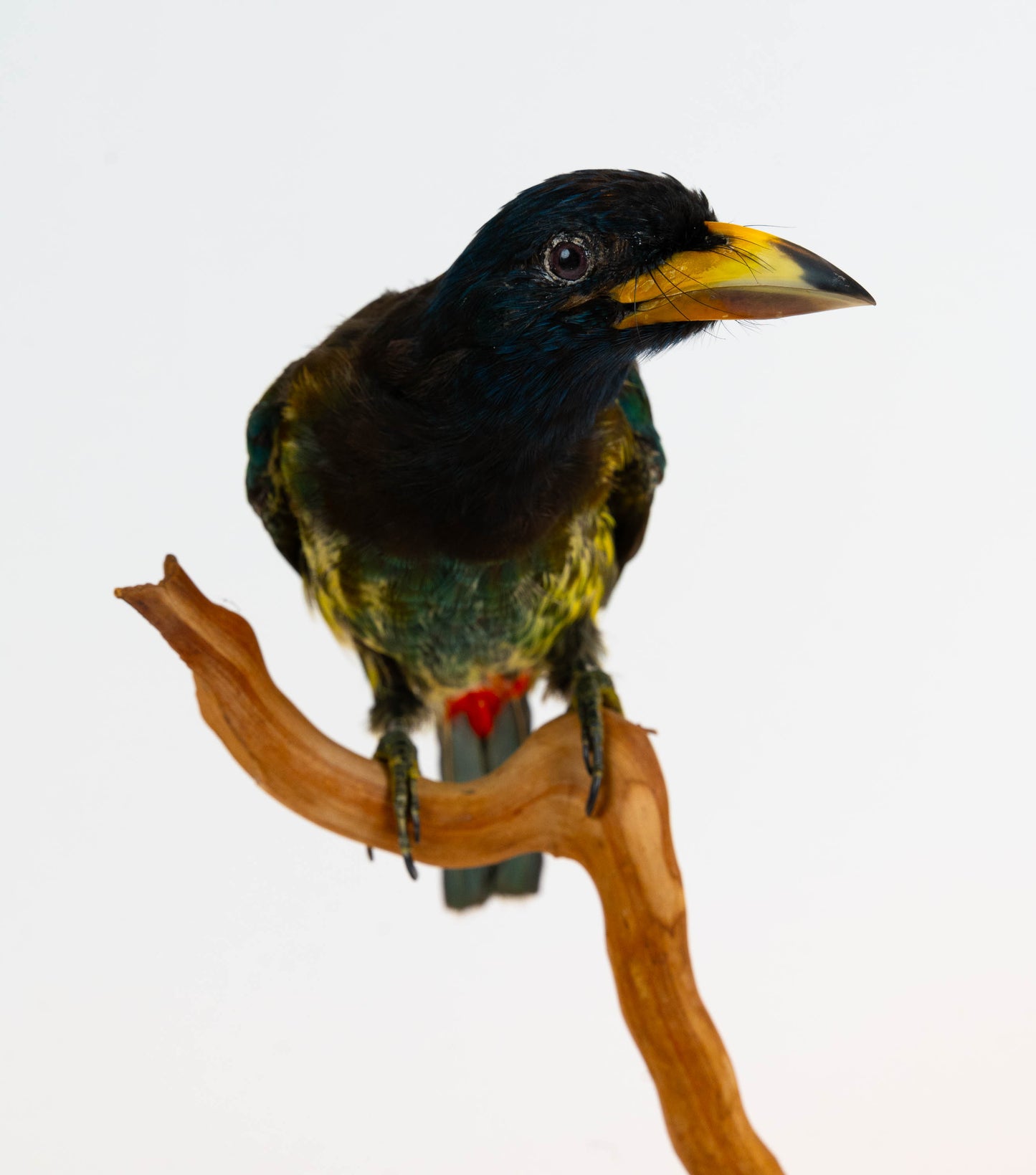 Great Barbet Taxidermy Stand Mount For Sale