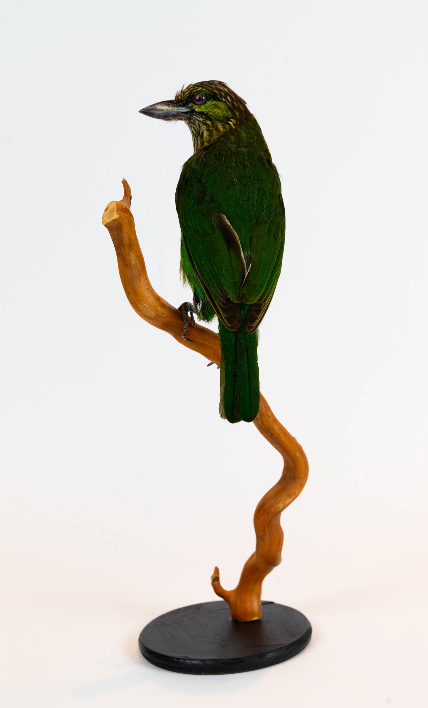 Mésange Charbonnière Empaillée Murale À Vendre