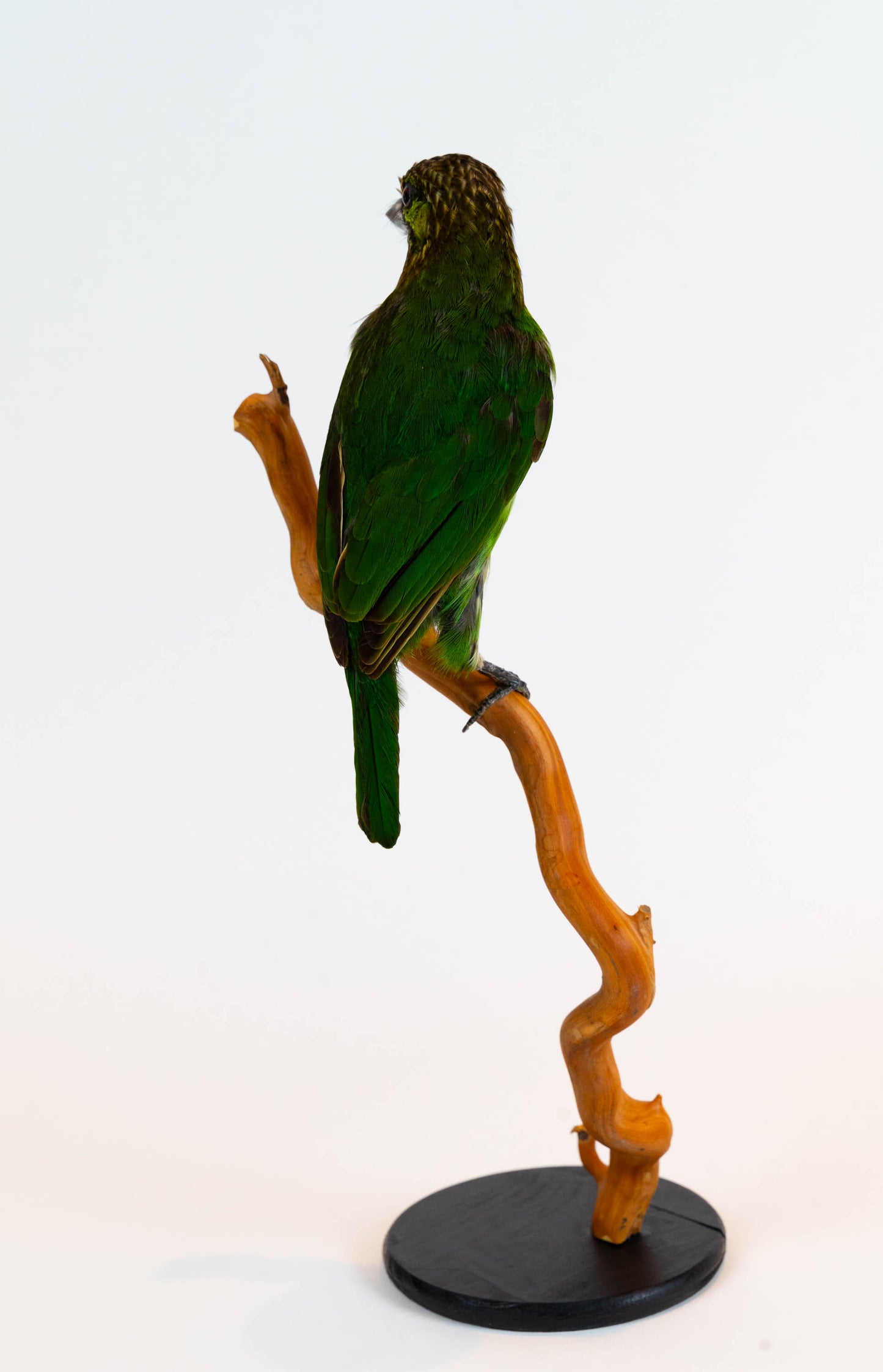 Mésange Charbonnière Empaillée Murale À Vendre