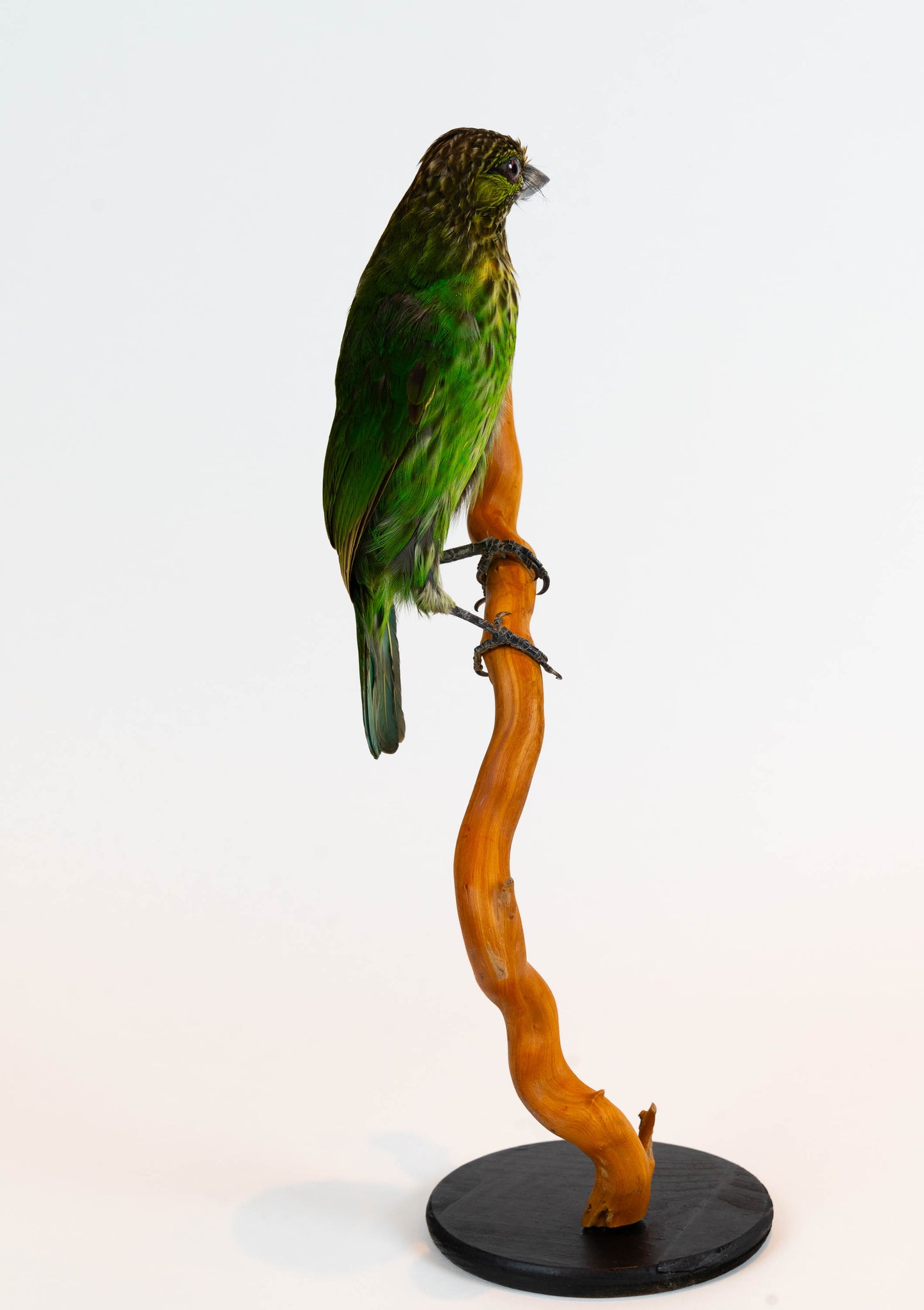 Mésange Charbonnière Empaillée Murale À Vendre