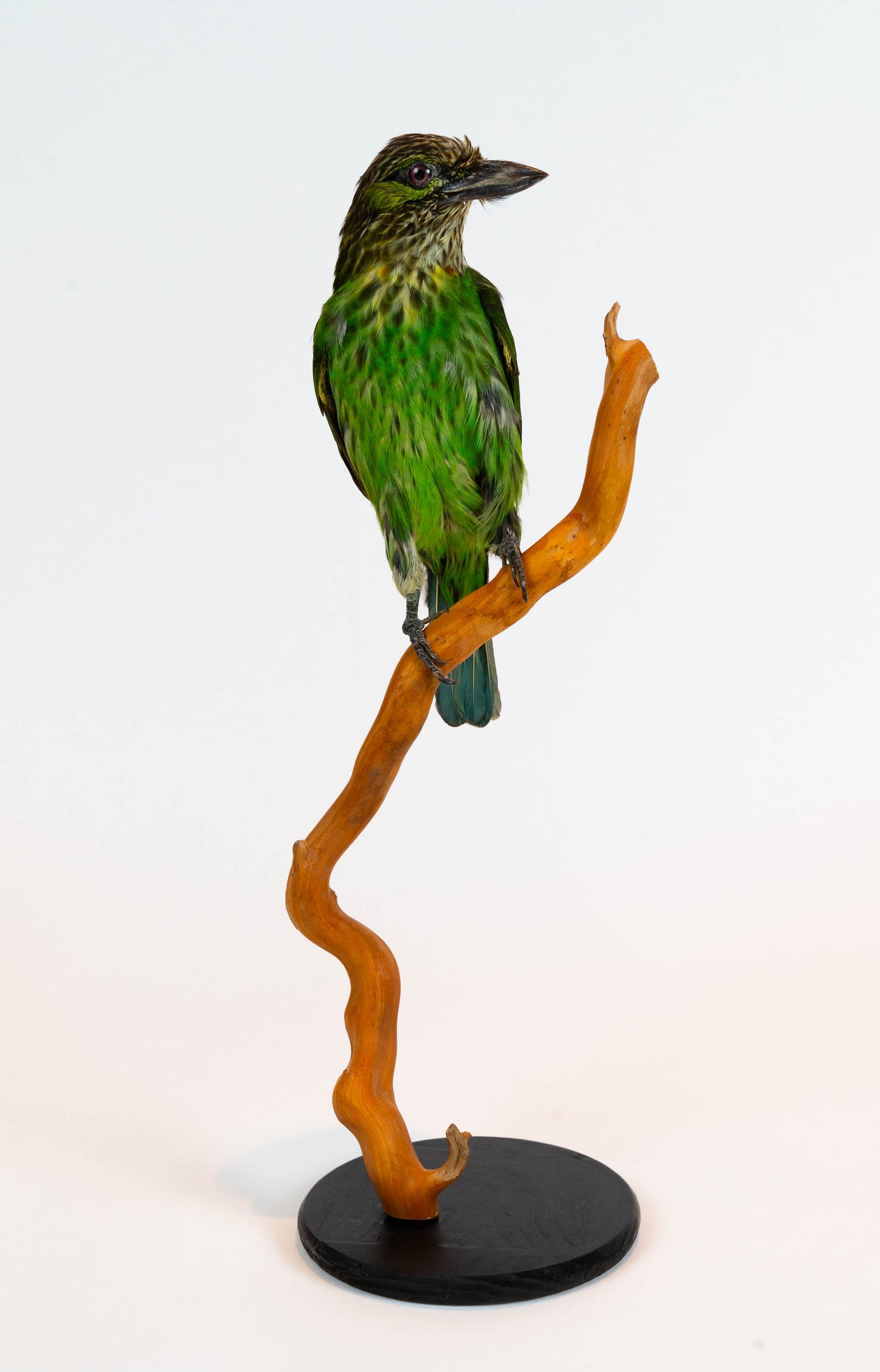 Mésange Charbonnière Empaillée Murale À Vendre