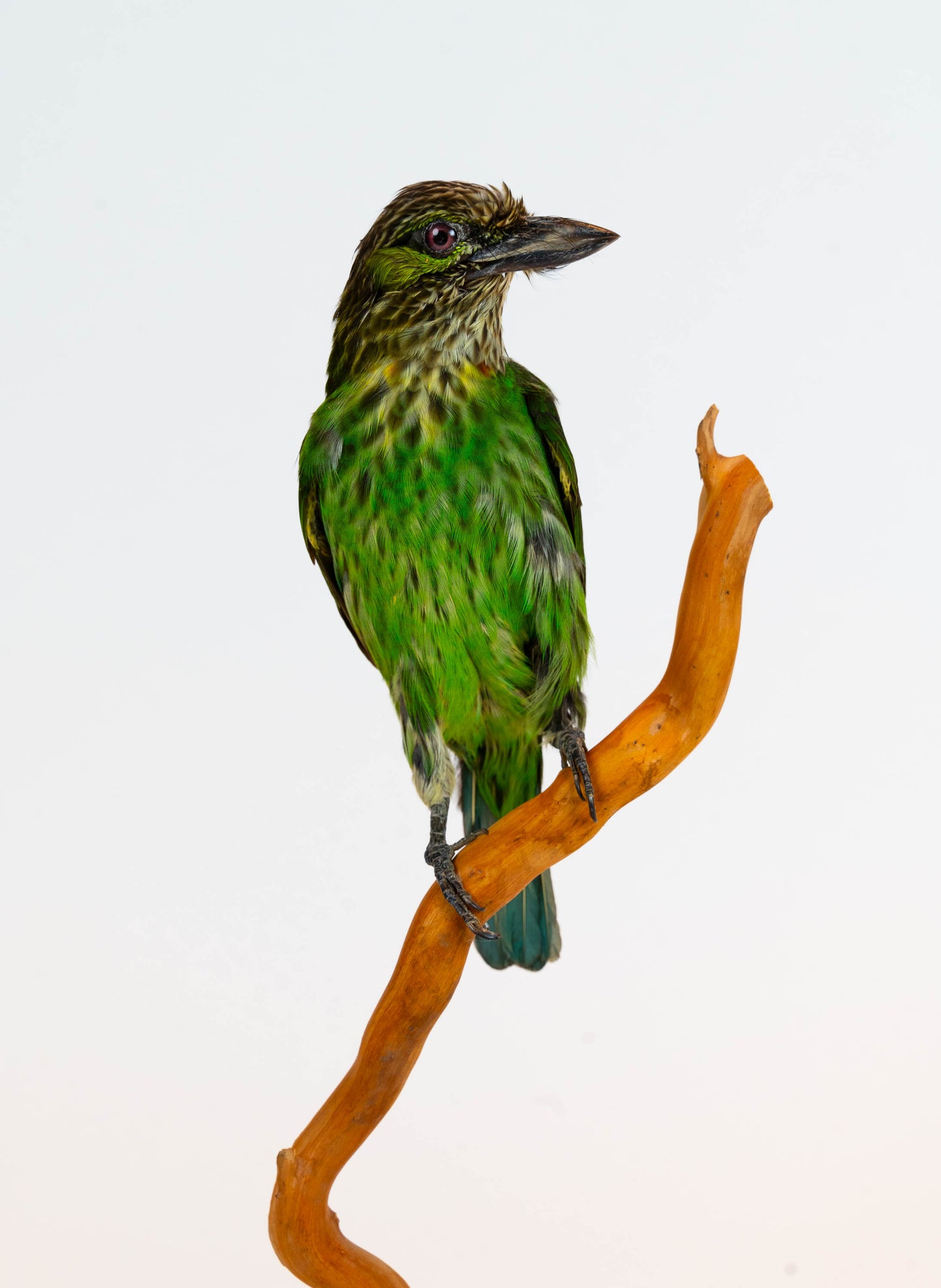 Mésange Charbonnière Empaillée Murale À Vendre