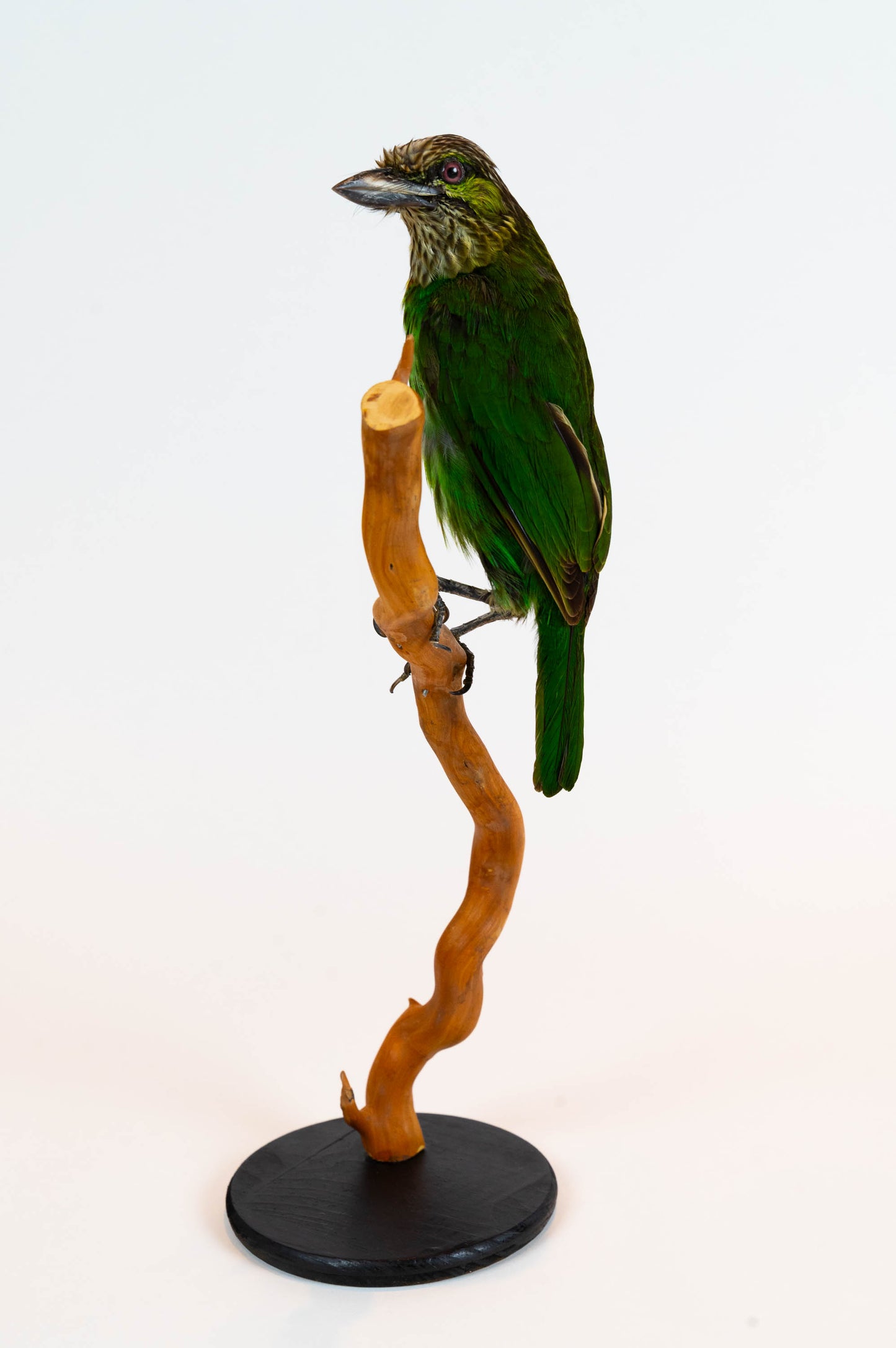 Mésange Charbonnière Empaillée Murale À Vendre