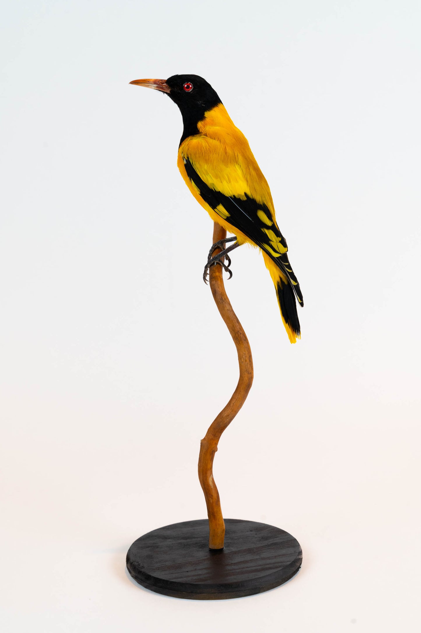 Mésange Charbonnière Empaillée Murale À Vendre