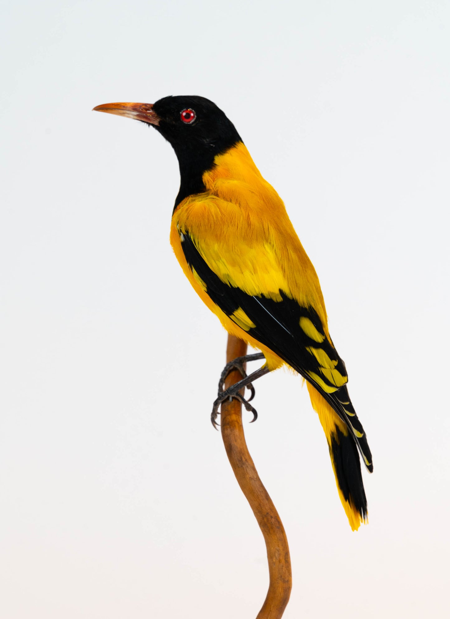Mésange Charbonnière Empaillée Murale À Vendre