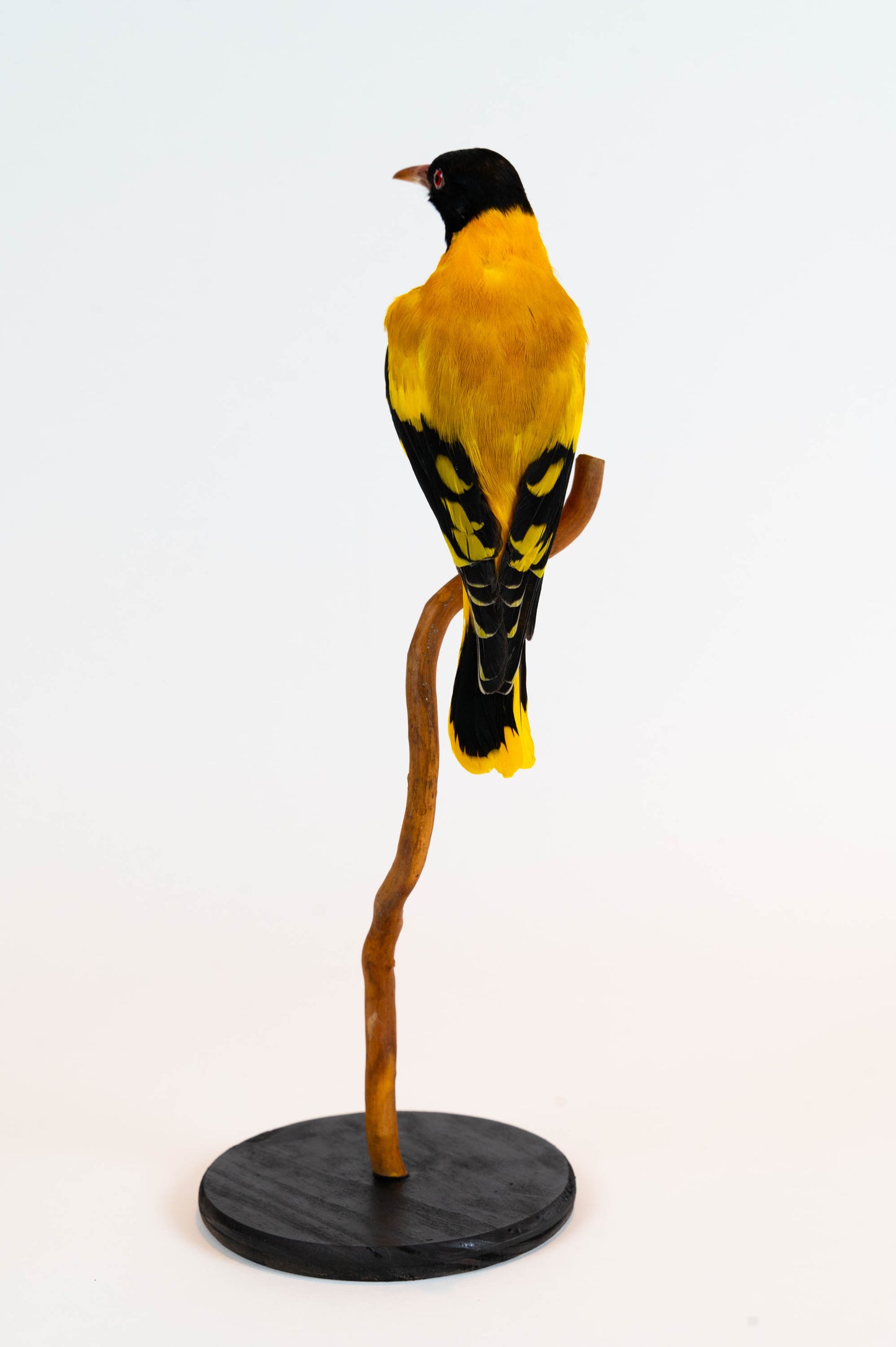 Mésange Charbonnière Empaillée Murale À Vendre