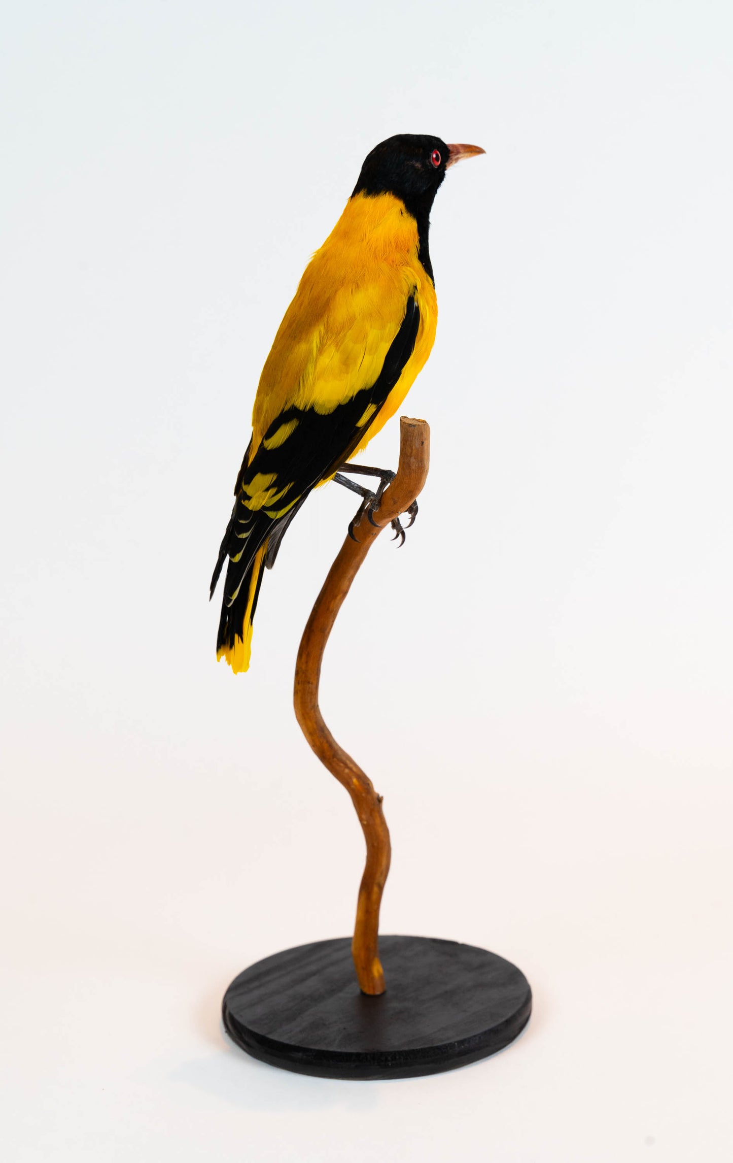 Mésange Charbonnière Empaillée Murale À Vendre