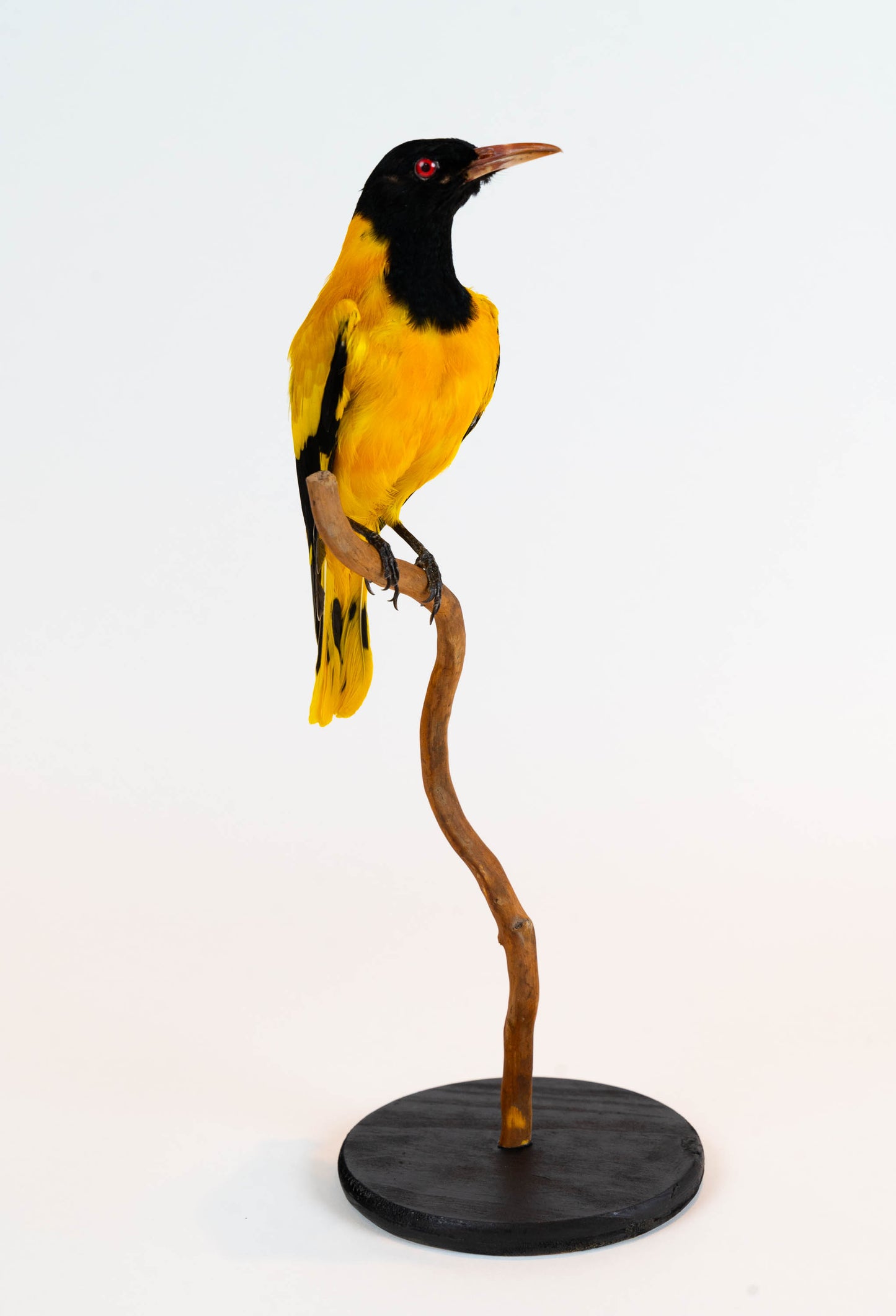 Mésange Charbonnière Empaillée Murale À Vendre