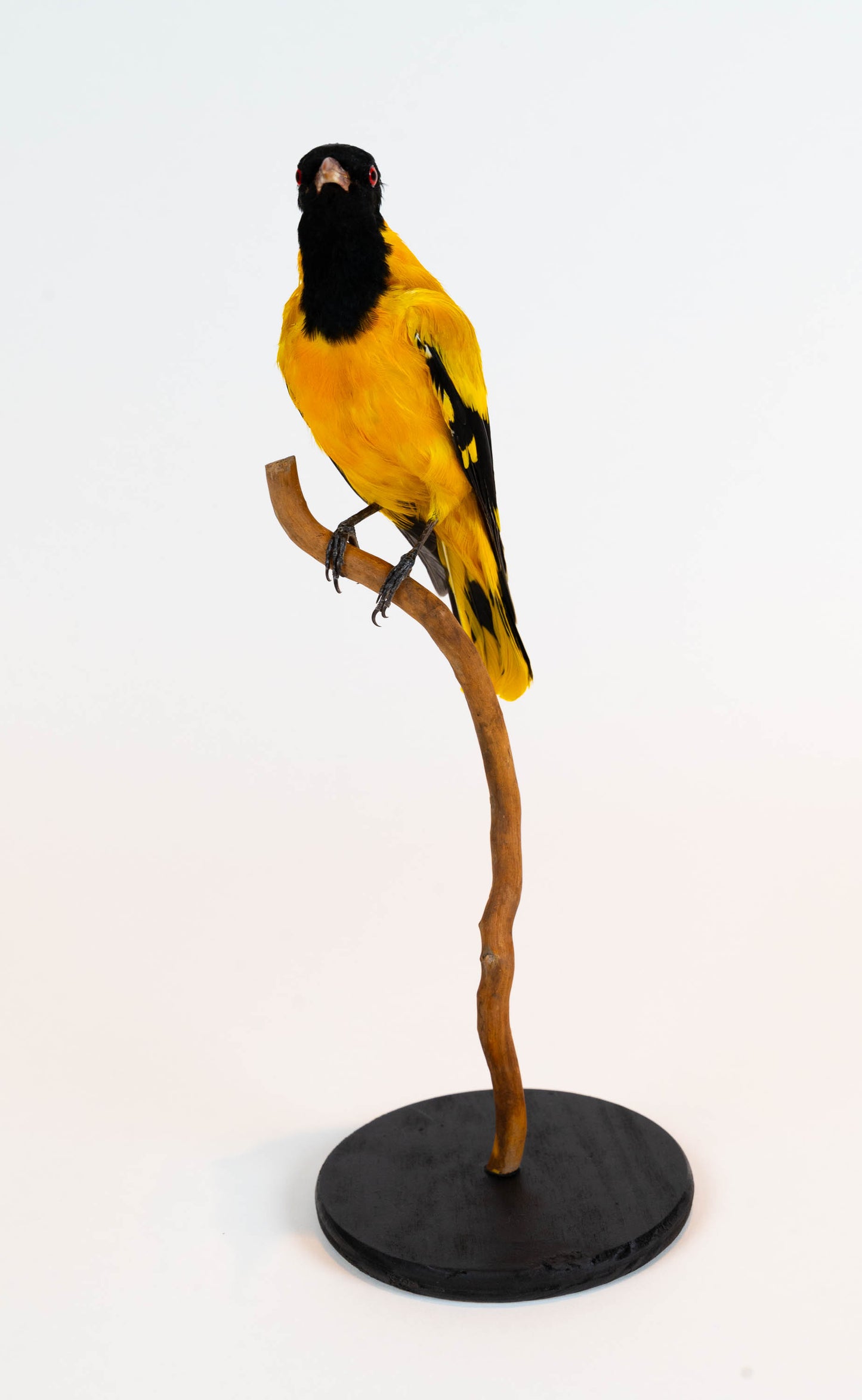 Mésange Charbonnière Empaillée Murale À Vendre