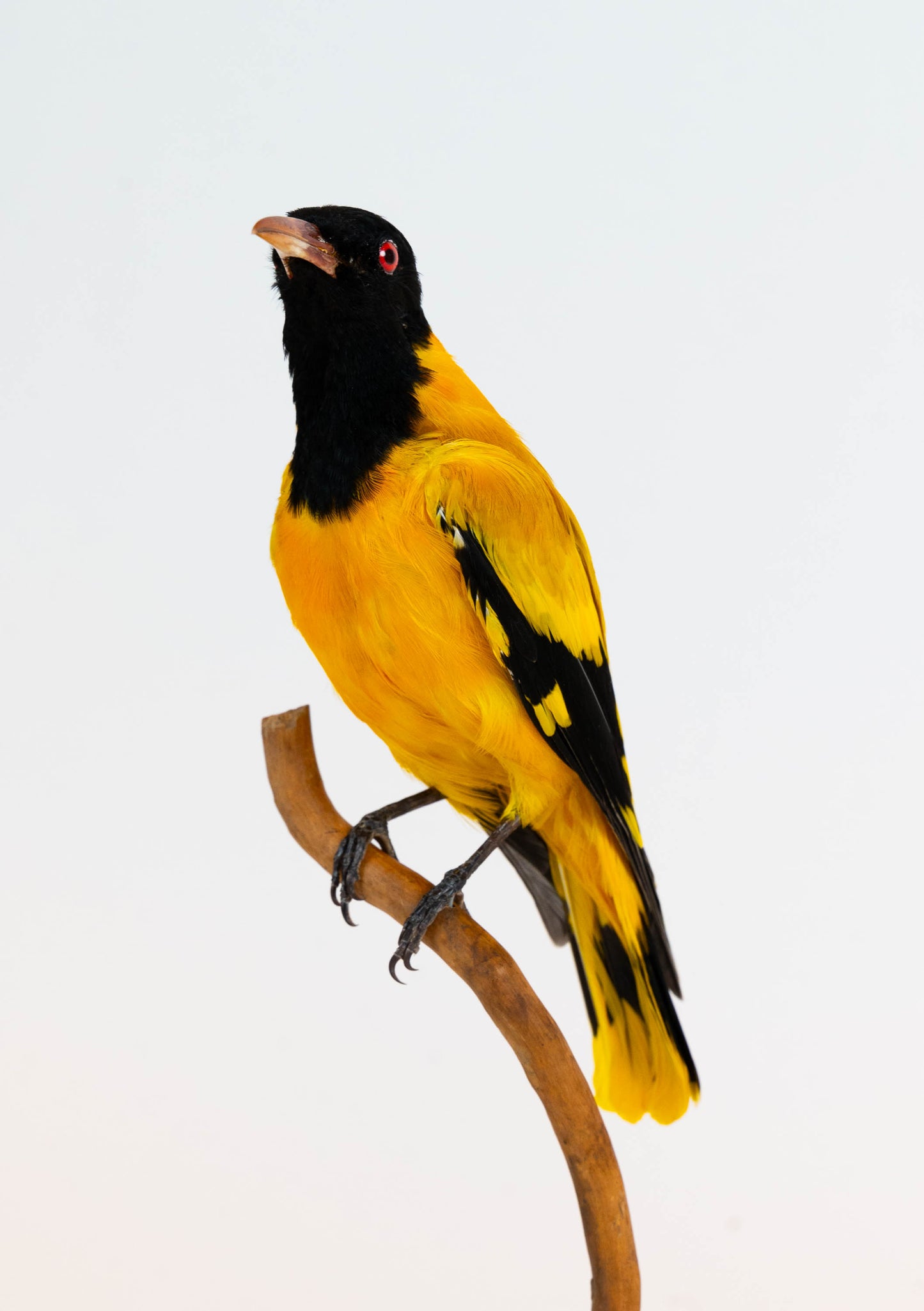 Mésange Charbonnière Empaillée Murale À Vendre