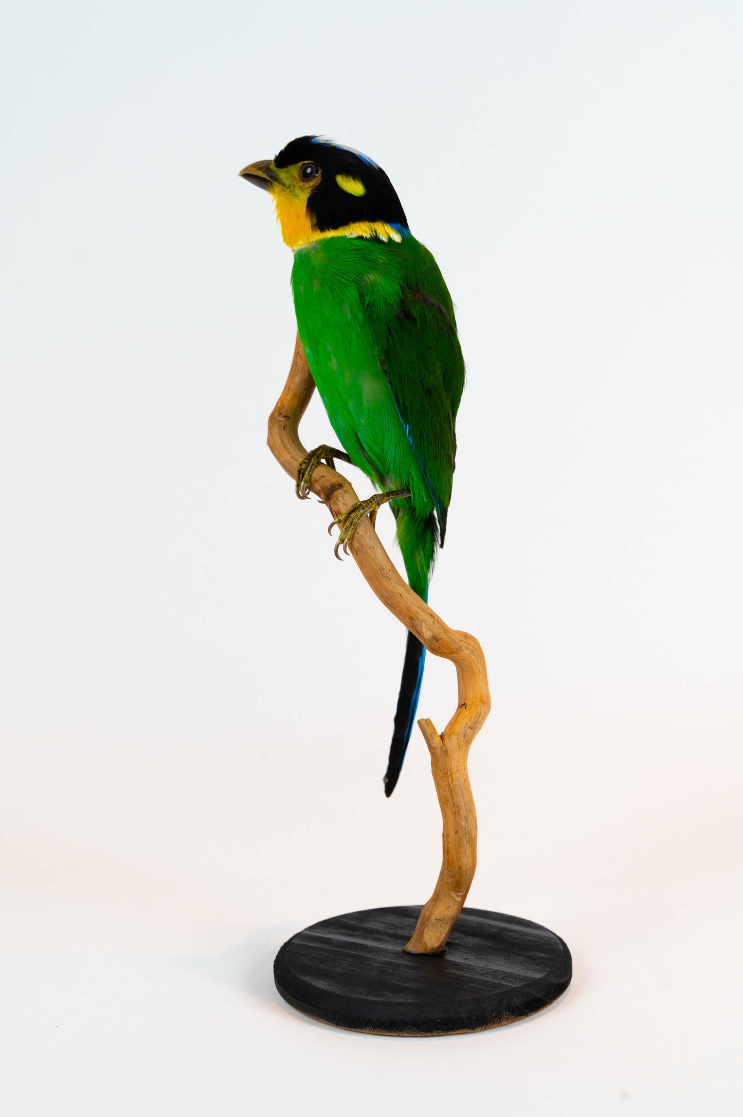 Mésange Charbonnière Empaillée Murale À Vendre