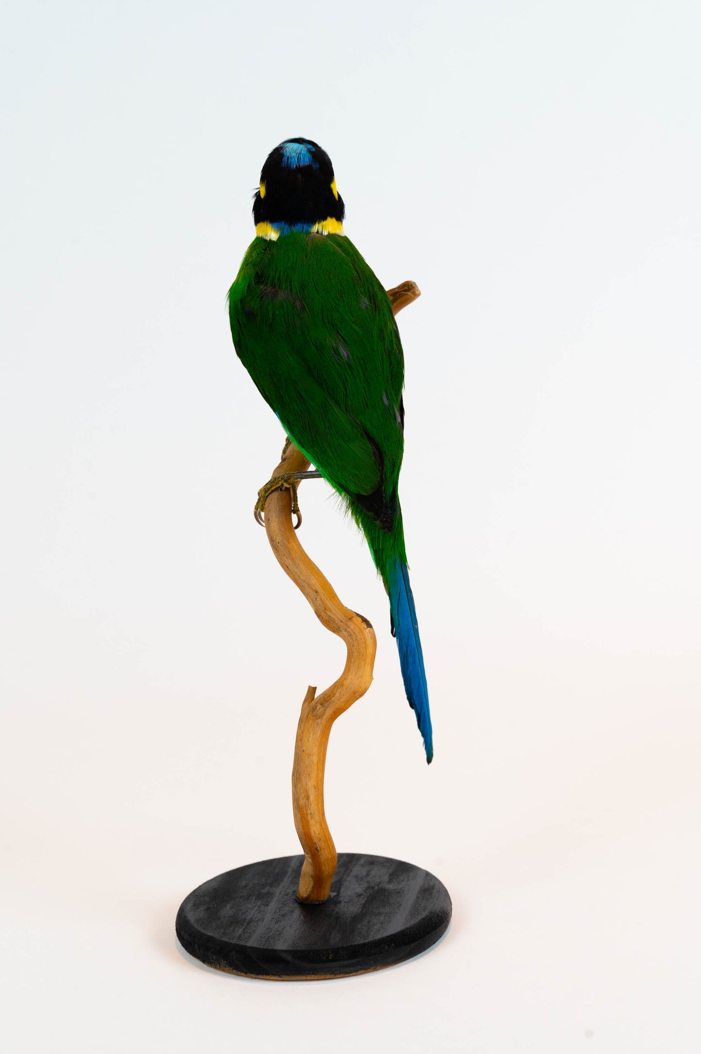 Mésange Charbonnière Empaillée Murale À Vendre
