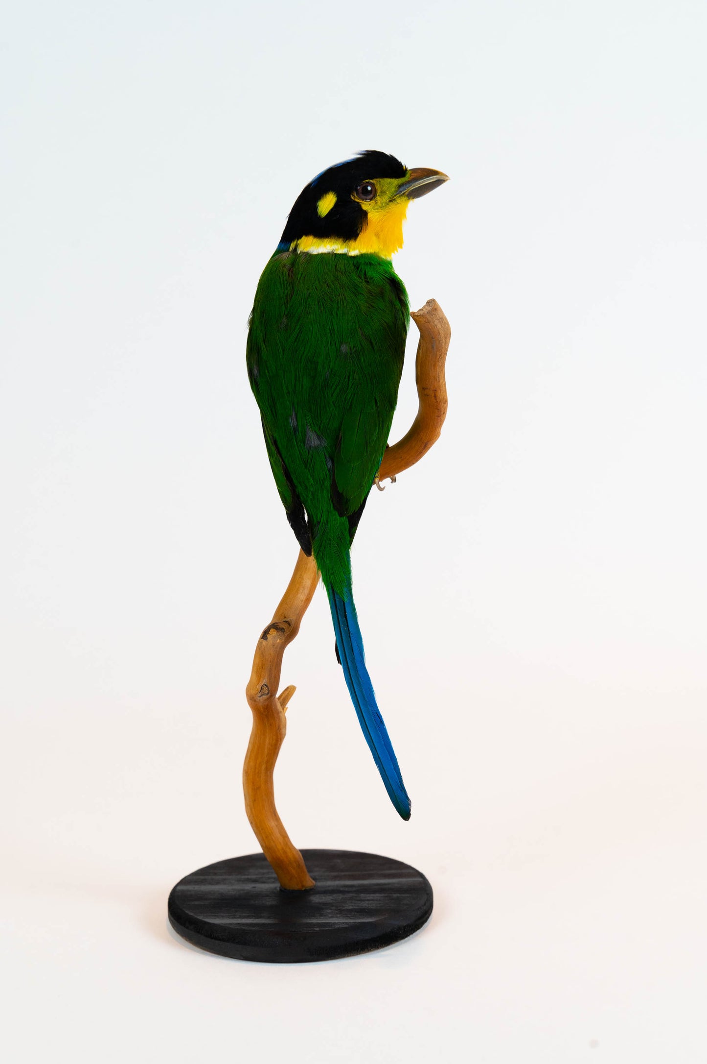 Mésange Charbonnière Empaillée Murale À Vendre