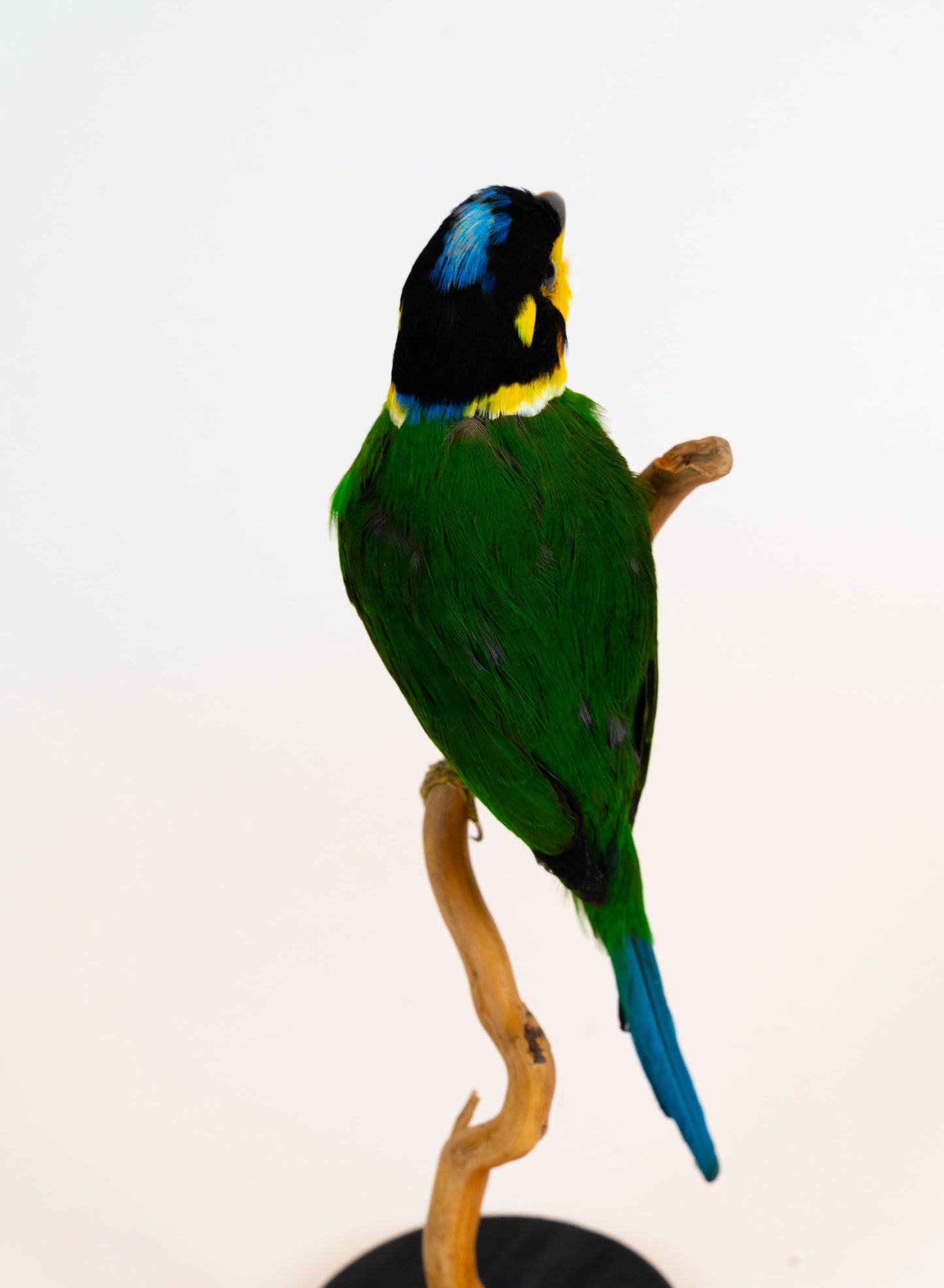 Mésange Charbonnière Empaillée Murale À Vendre