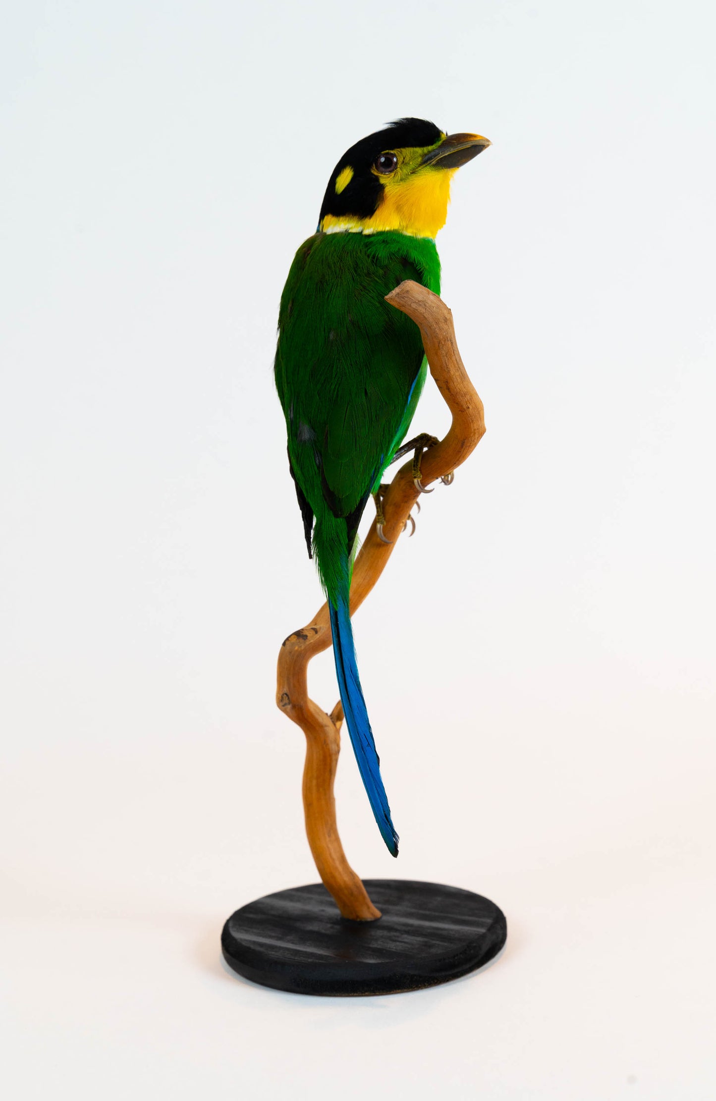 Mésange Charbonnière Empaillée Murale À Vendre