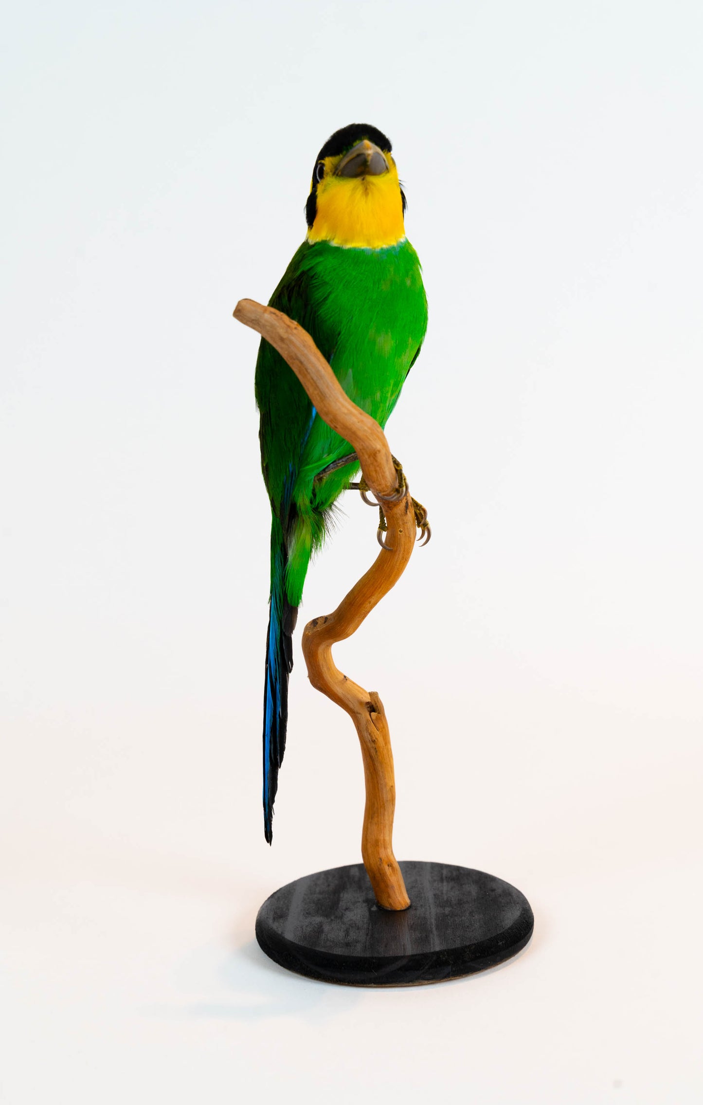 Mésange Charbonnière Empaillée Murale À Vendre