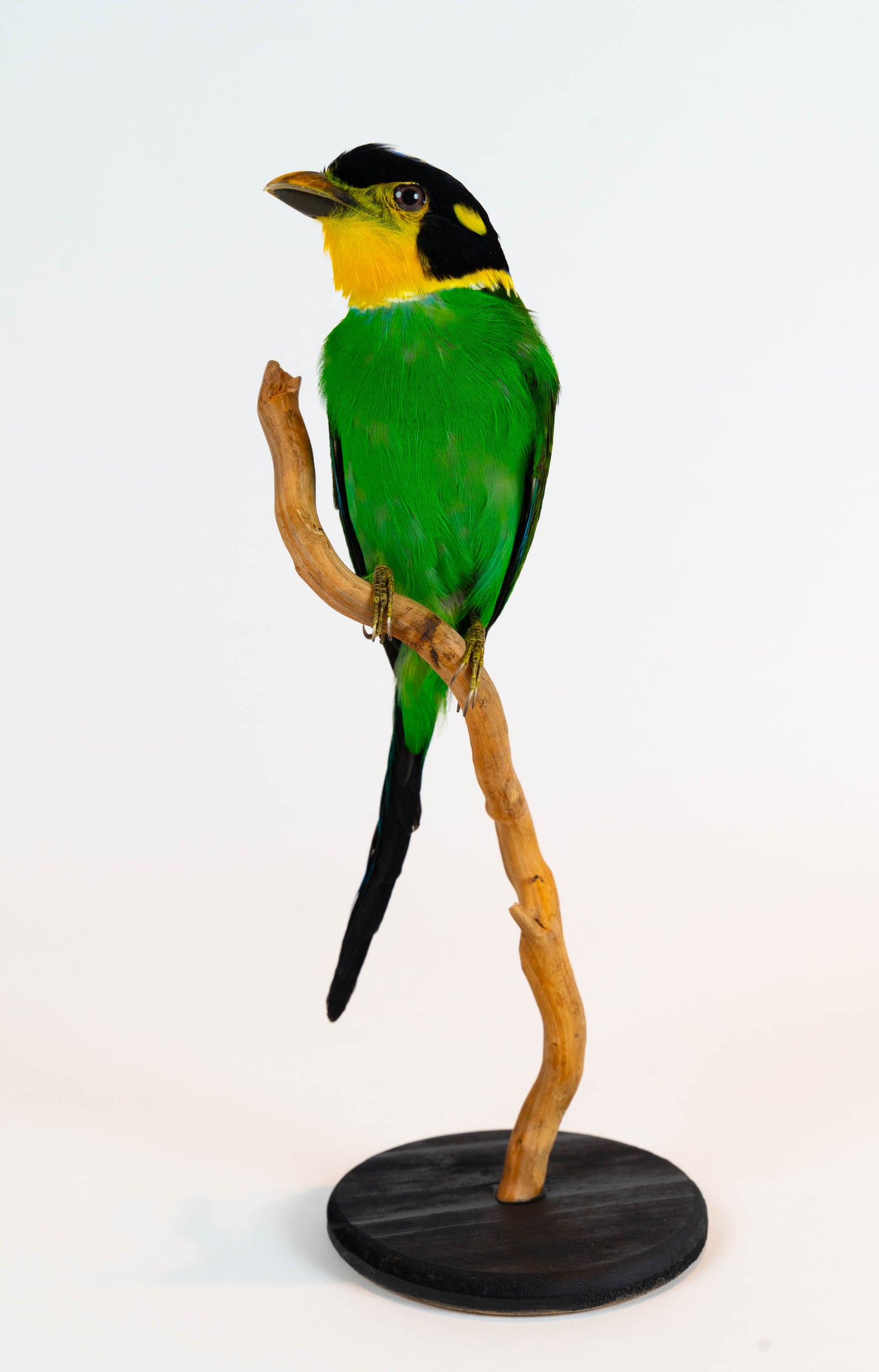 Mésange Charbonnière Empaillée Murale À Vendre