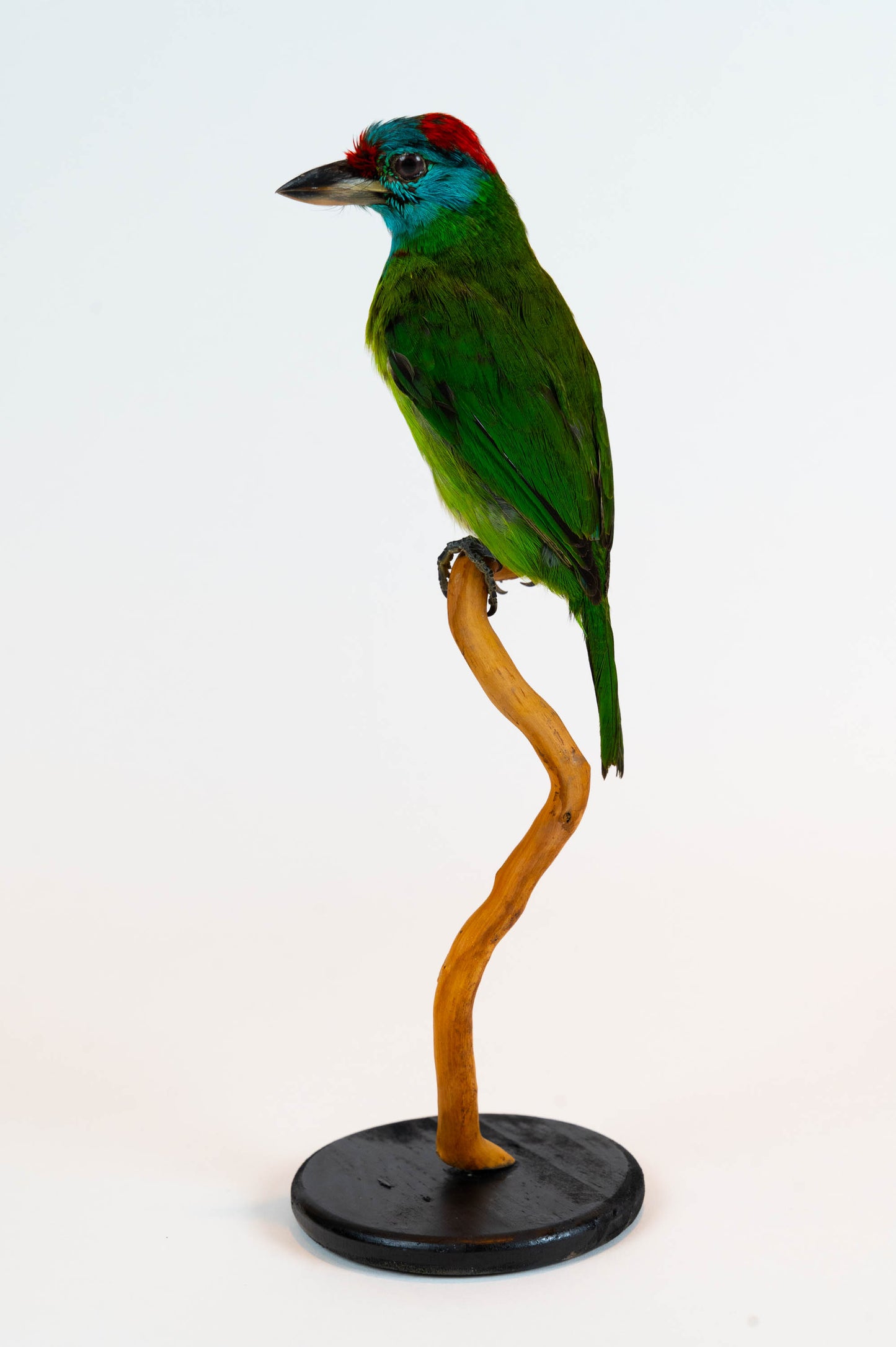 Mésange Charbonnière Empaillée Murale À Vendre