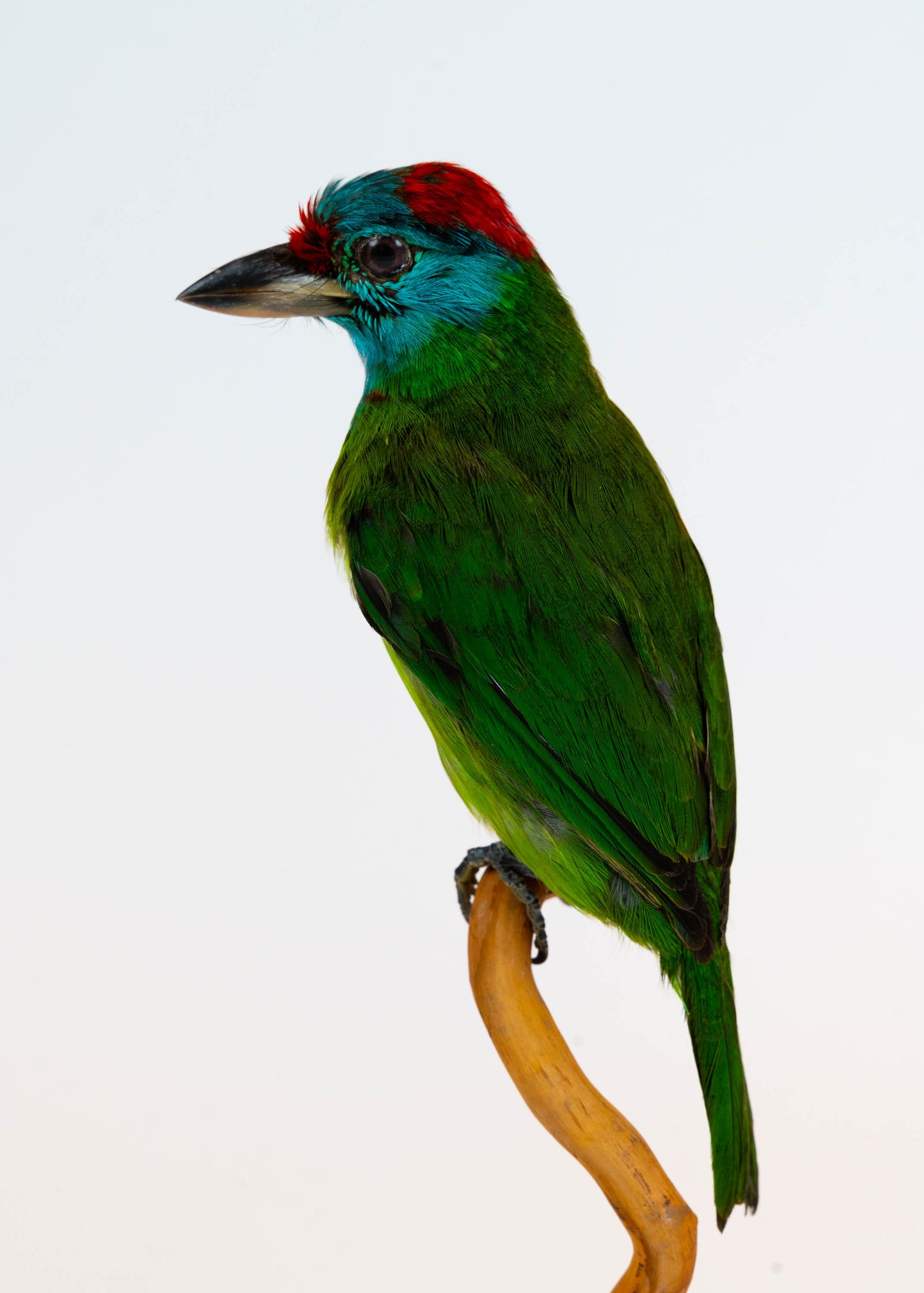 Mésange Charbonnière Empaillée Murale À Vendre