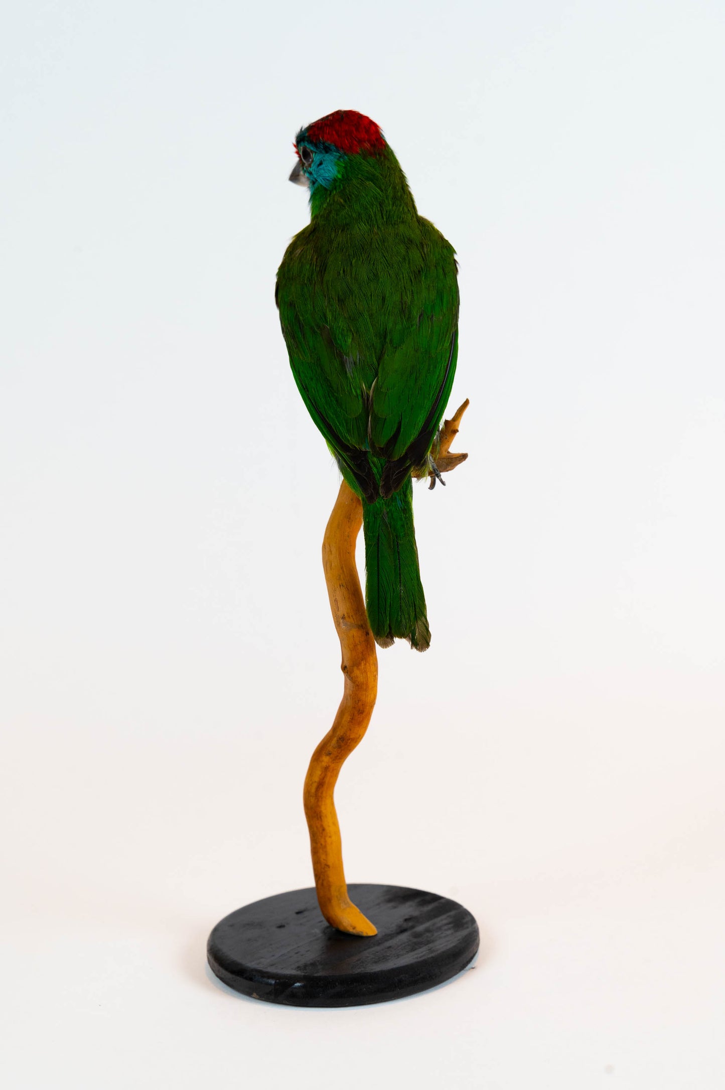 Mésange Charbonnière Empaillée Murale À Vendre