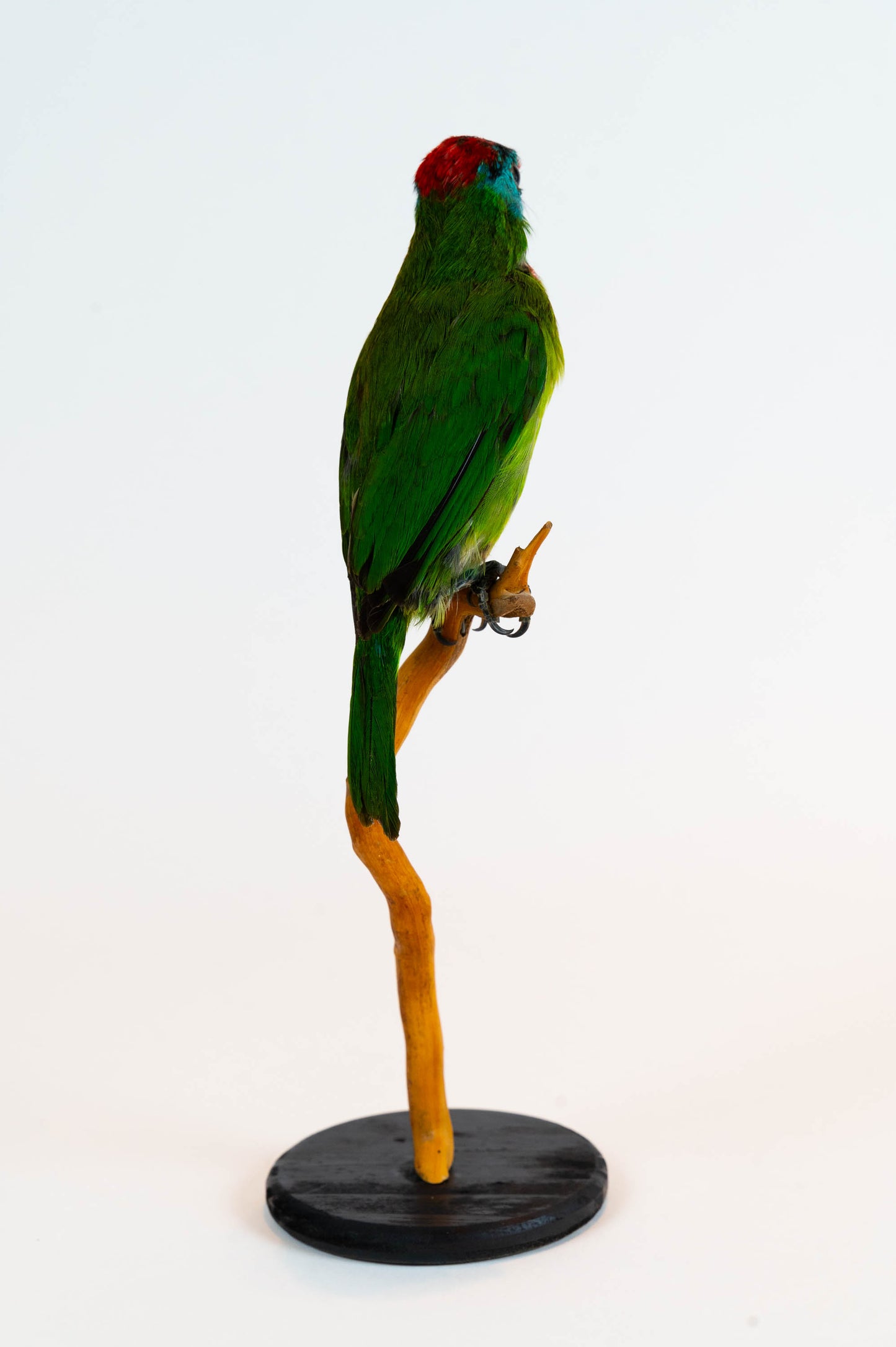 Mésange Charbonnière Empaillée Murale À Vendre