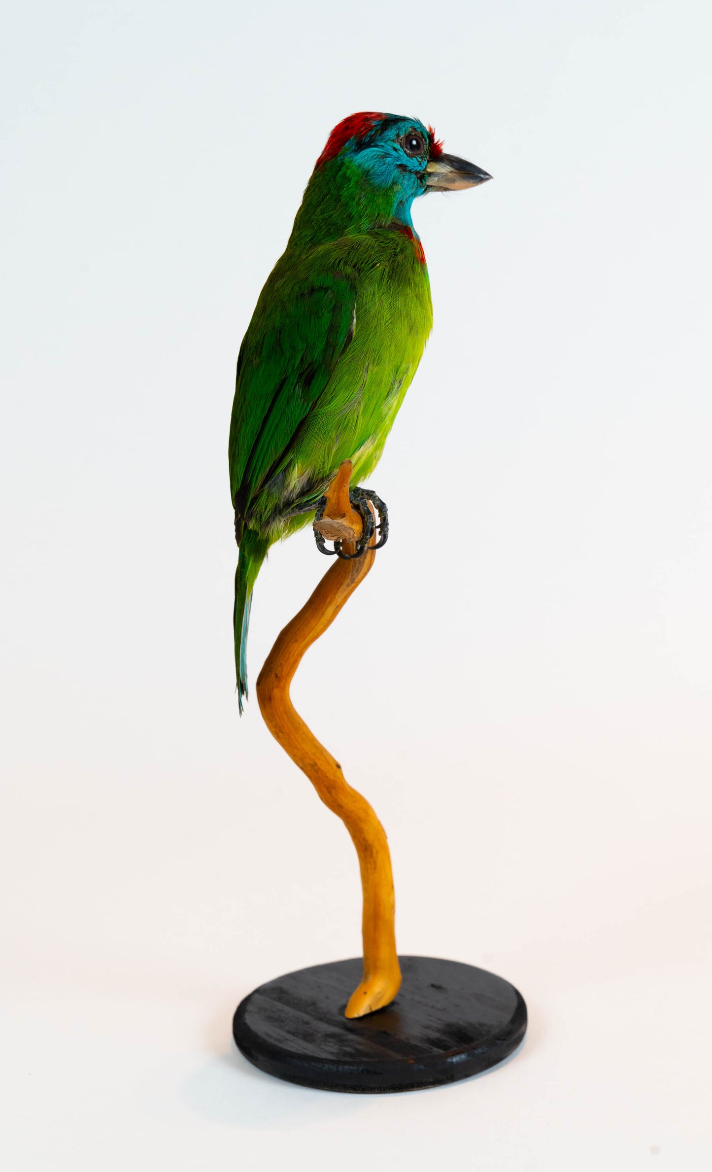 Mésange Charbonnière Empaillée Murale À Vendre