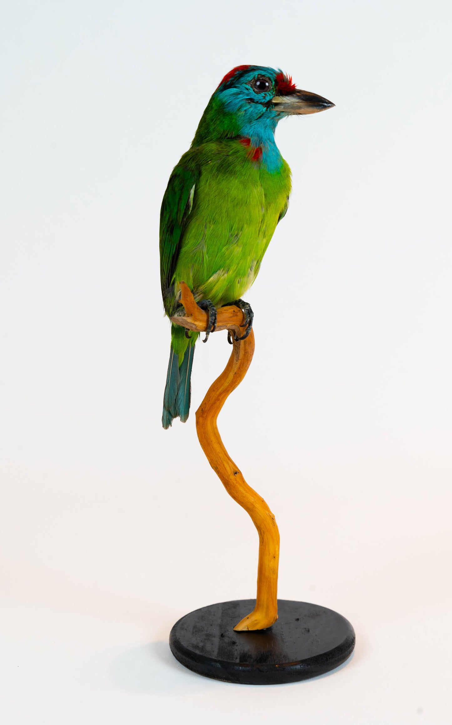 Mésange Charbonnière Empaillée Murale À Vendre