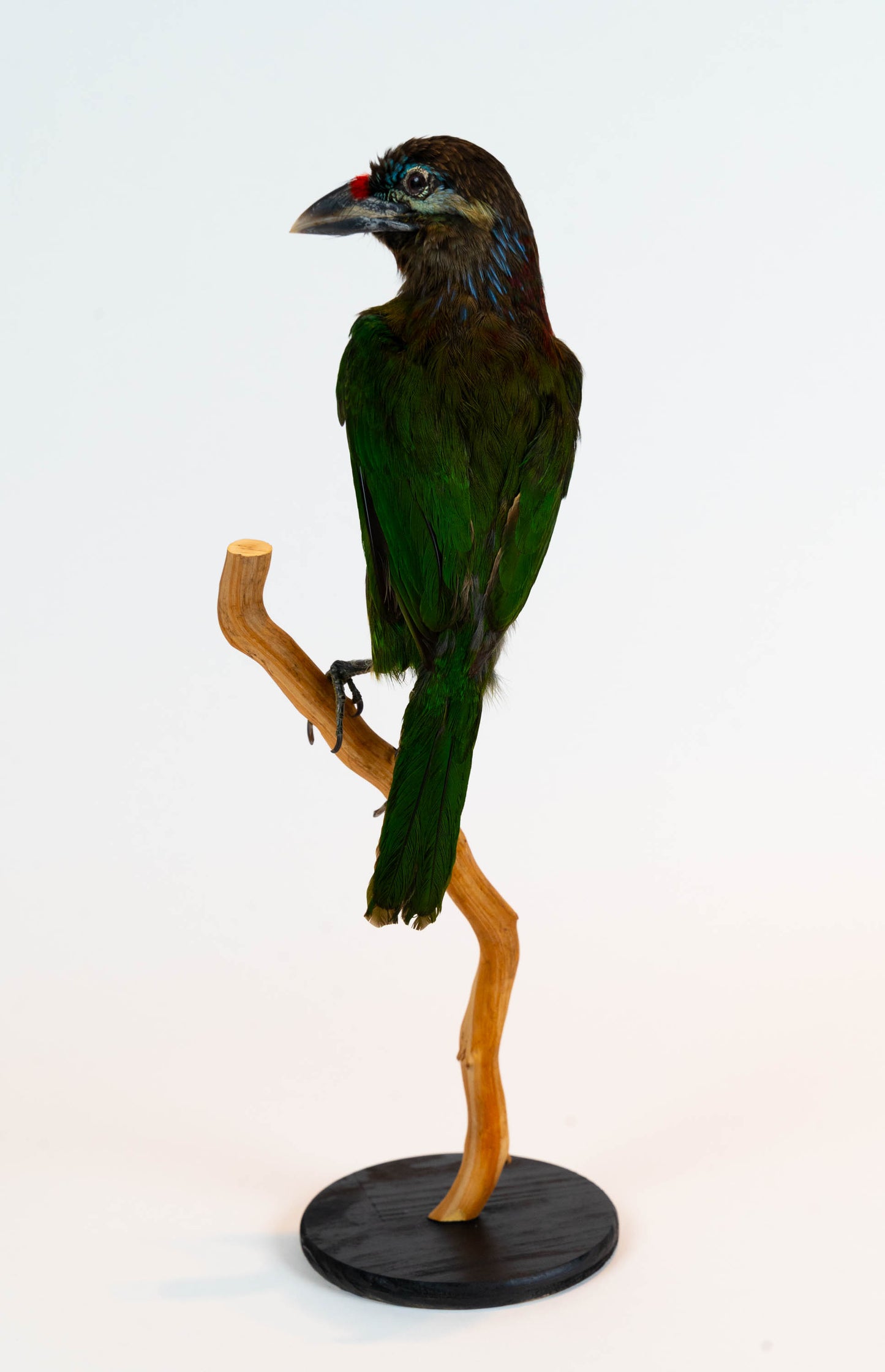 Red-vented Barbet Taxidermy Stand Mount For Sale