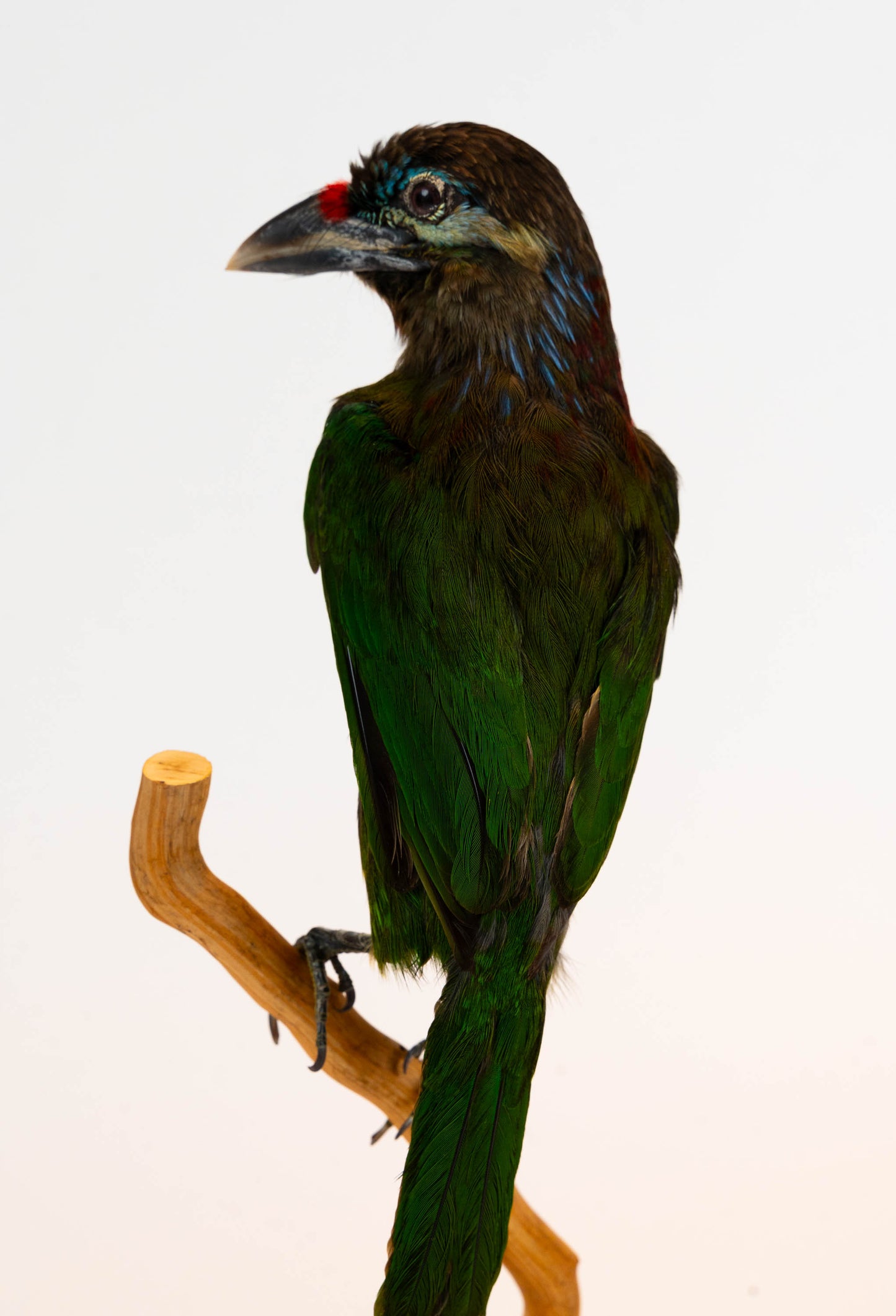 Red-vented Barbet Taxidermy Stand Mount For Sale