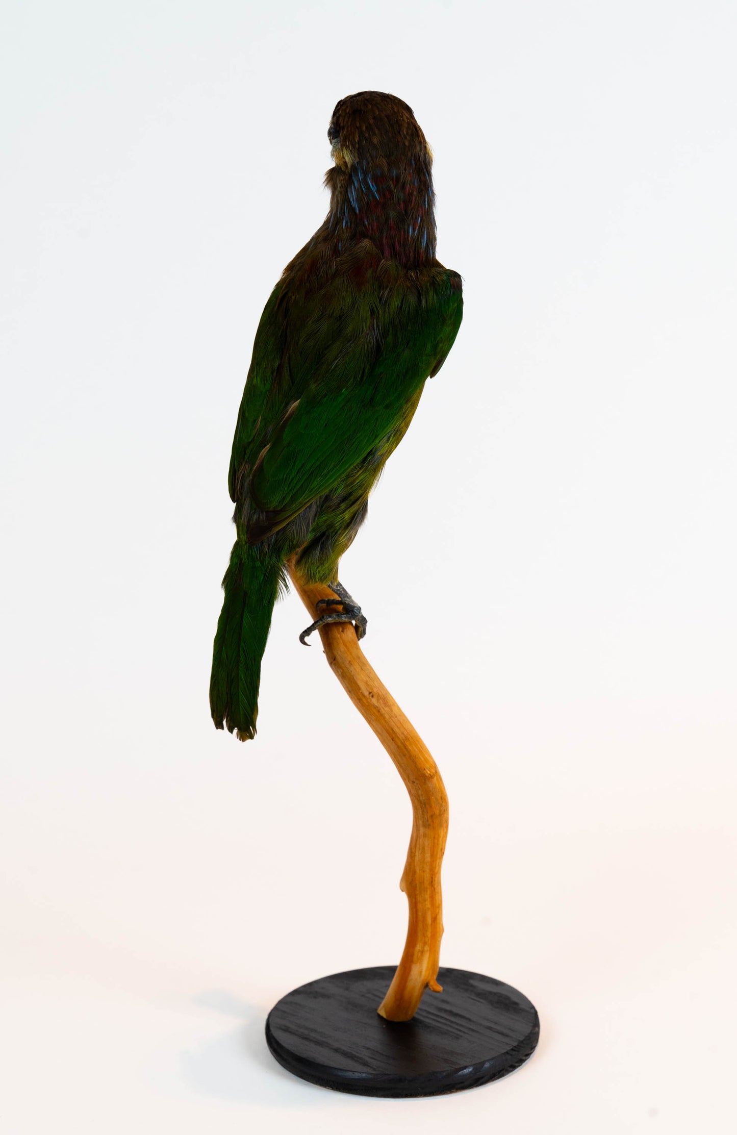 Red-vented Barbet Taxidermy Stand Mount For Sale