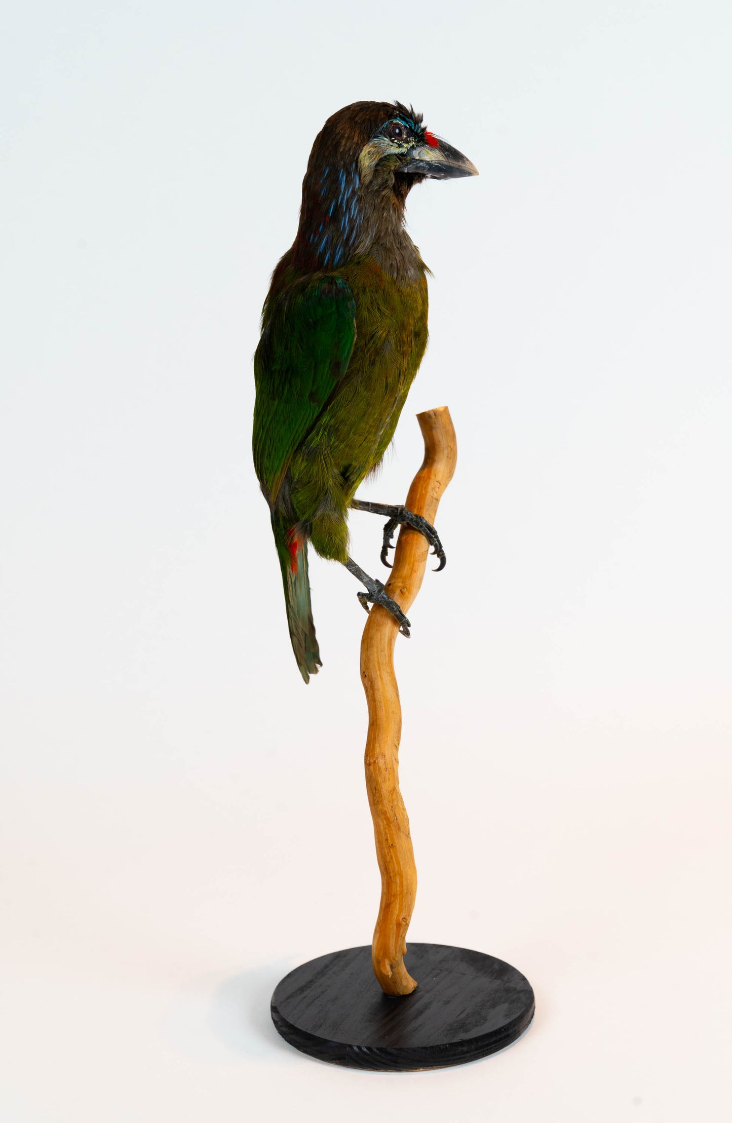 Red-vented Barbet Taxidermy Stand Mount For Sale