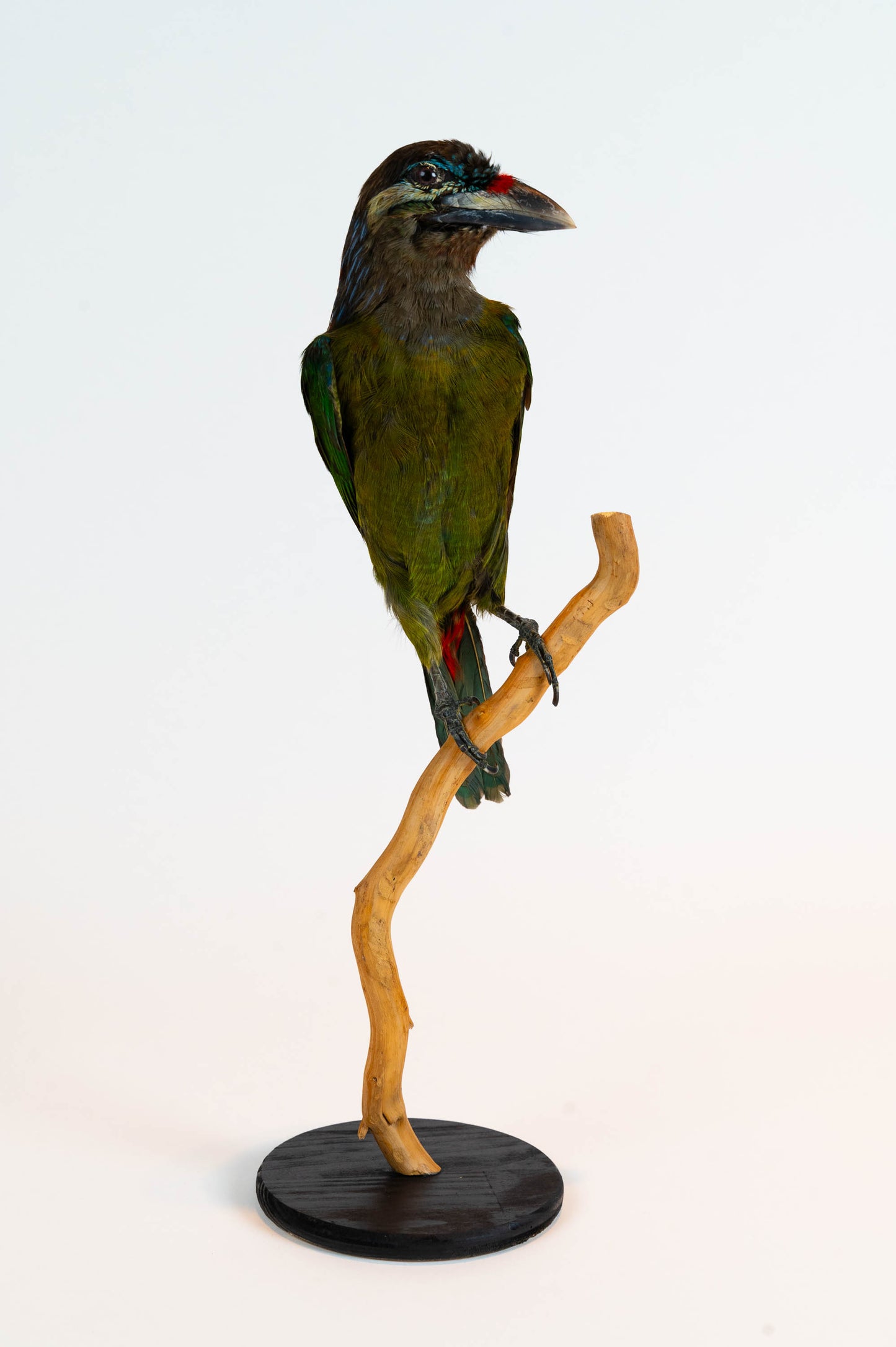 Red-vented Barbet Taxidermy Stand Mount For Sale