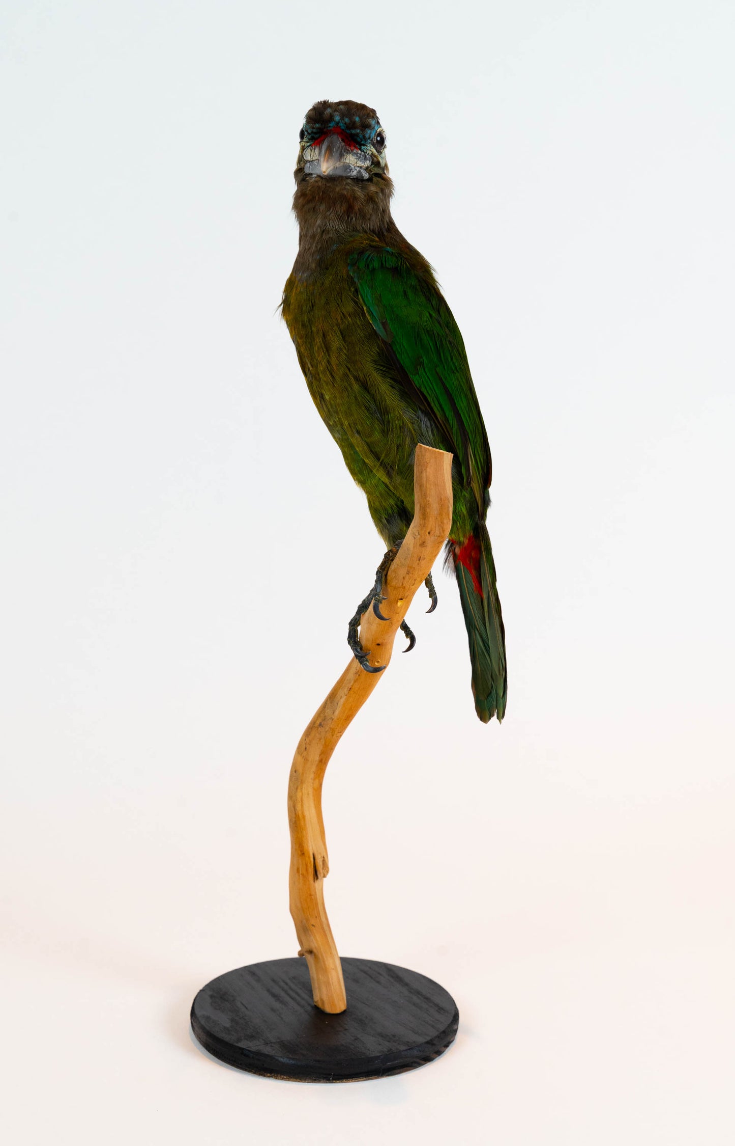 Red-vented Barbet Taxidermy Stand Mount For Sale