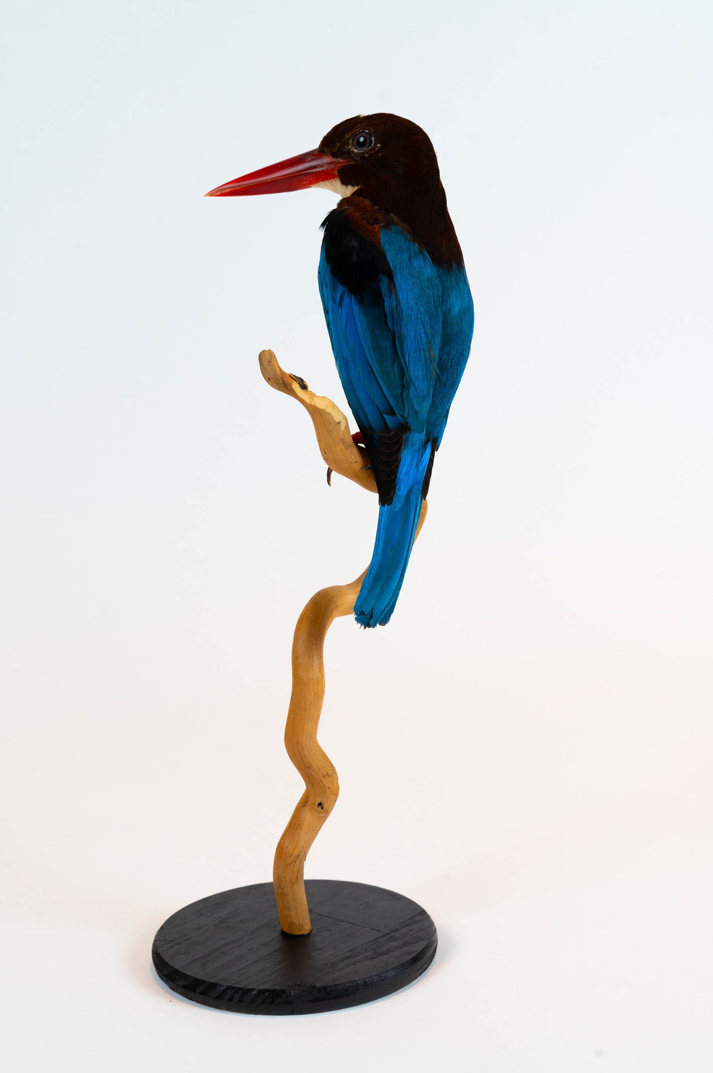 Mésange Charbonnière Empaillée Murale À Vendre