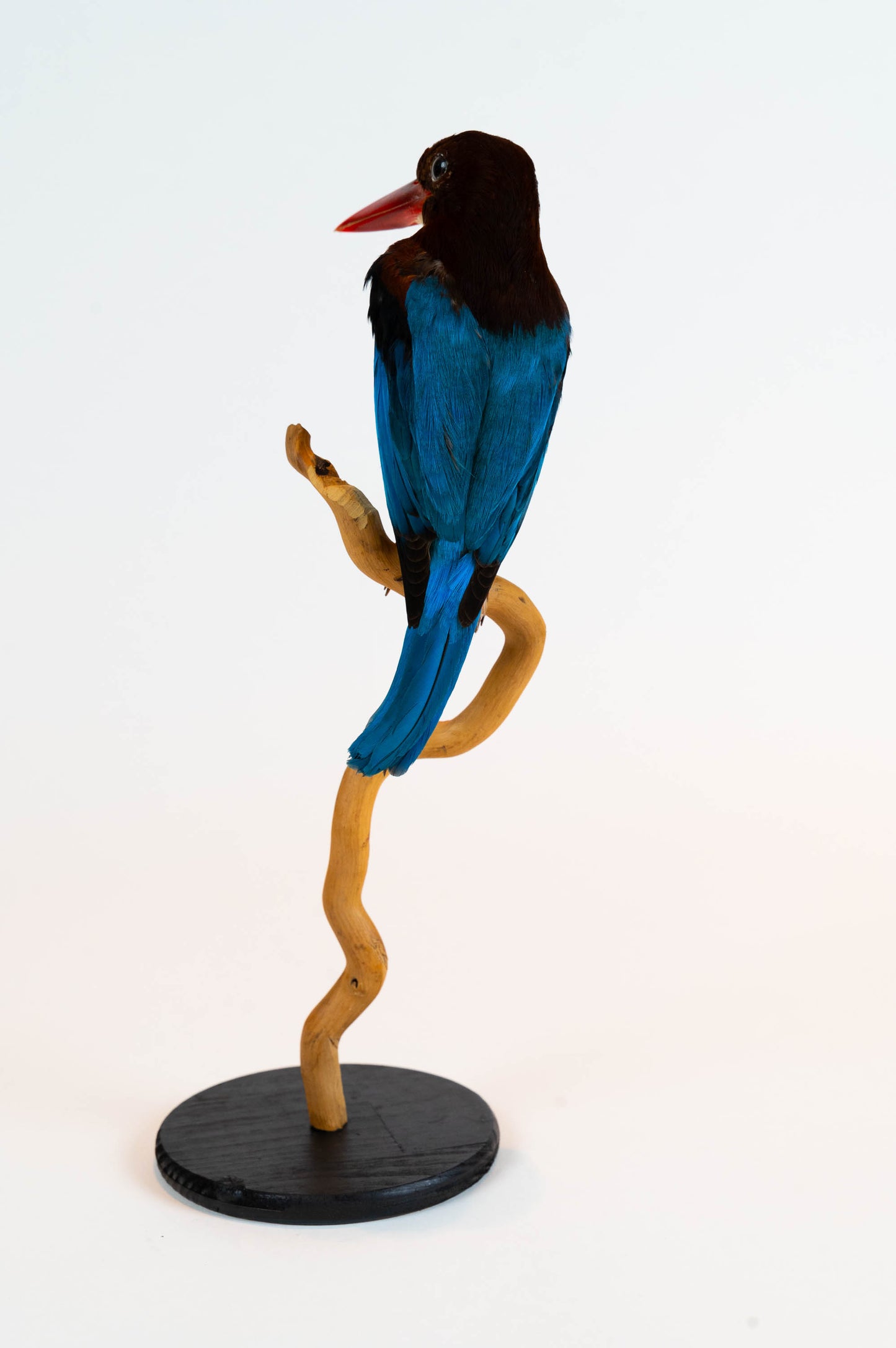Mésange Charbonnière Empaillée Murale À Vendre