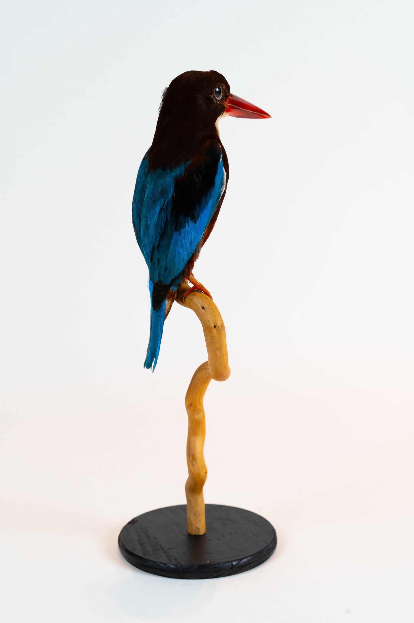 Mésange Charbonnière Empaillée Murale À Vendre