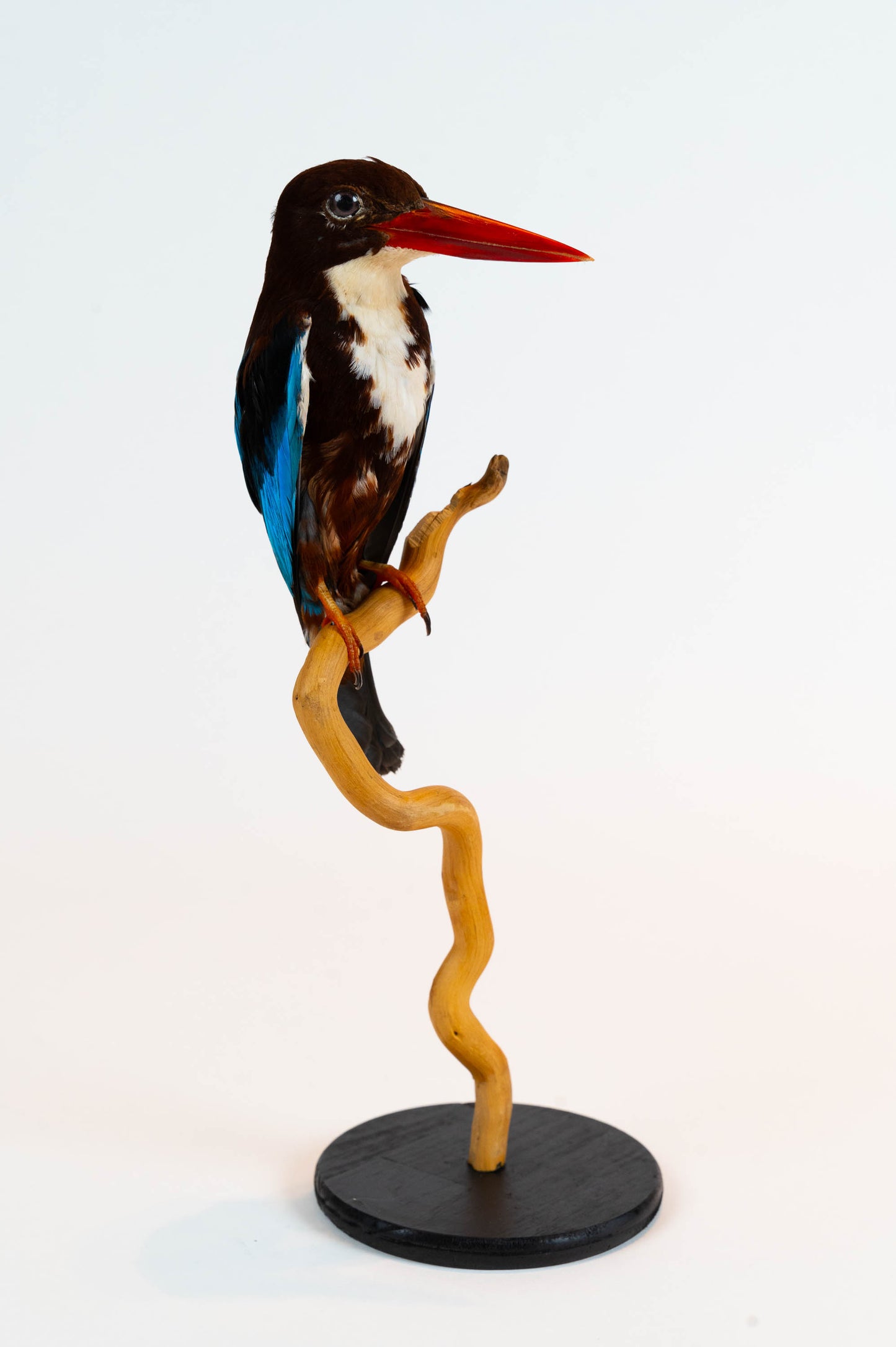 Mésange Charbonnière Empaillée Murale À Vendre