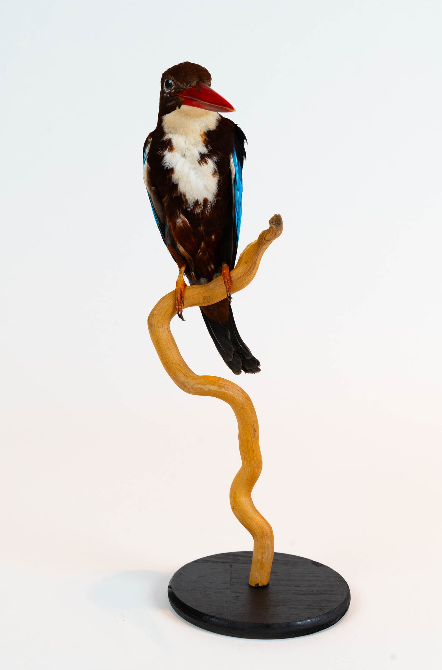 Mésange Charbonnière Empaillée Murale À Vendre
