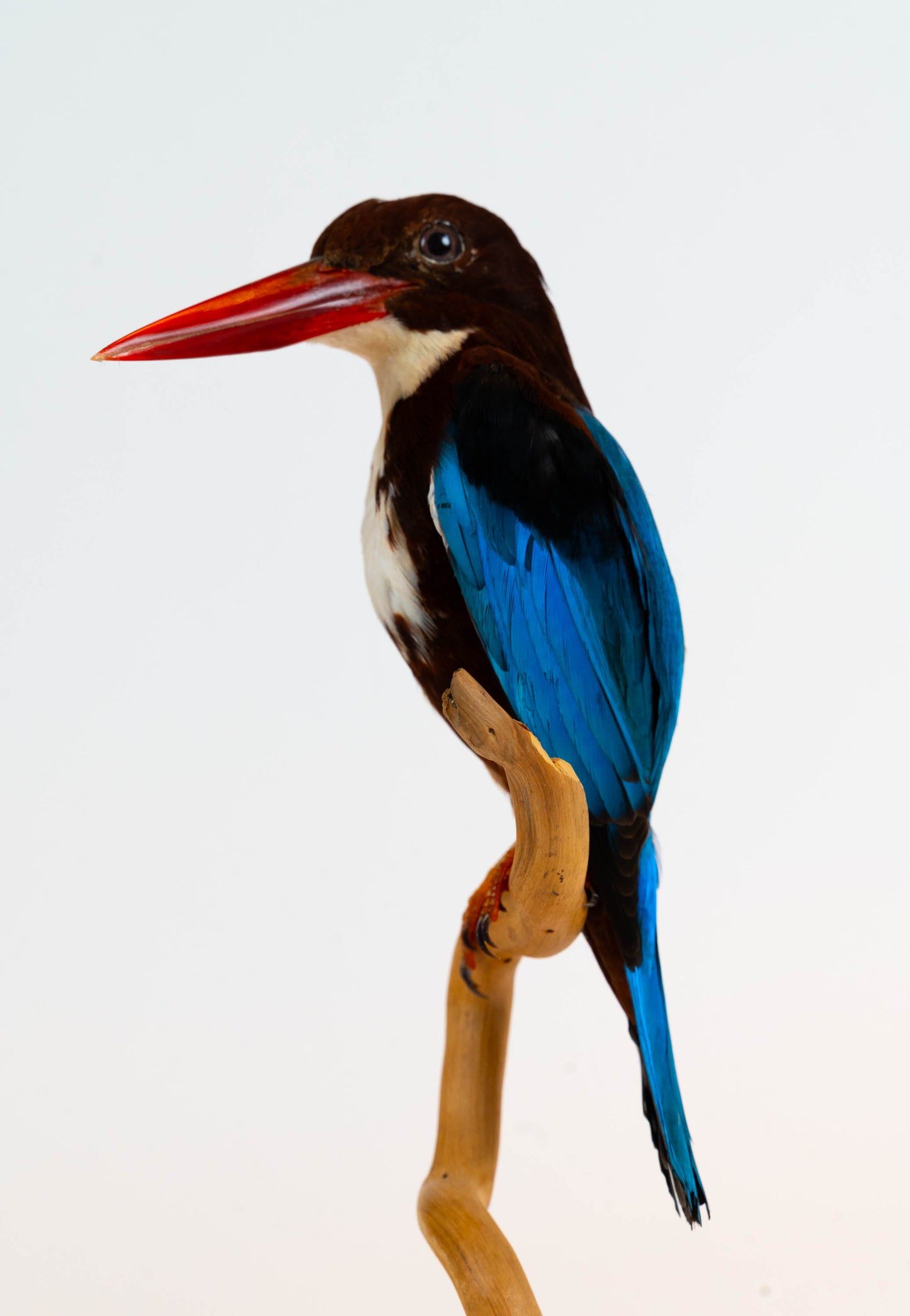 Mésange Charbonnière Empaillée Murale À Vendre