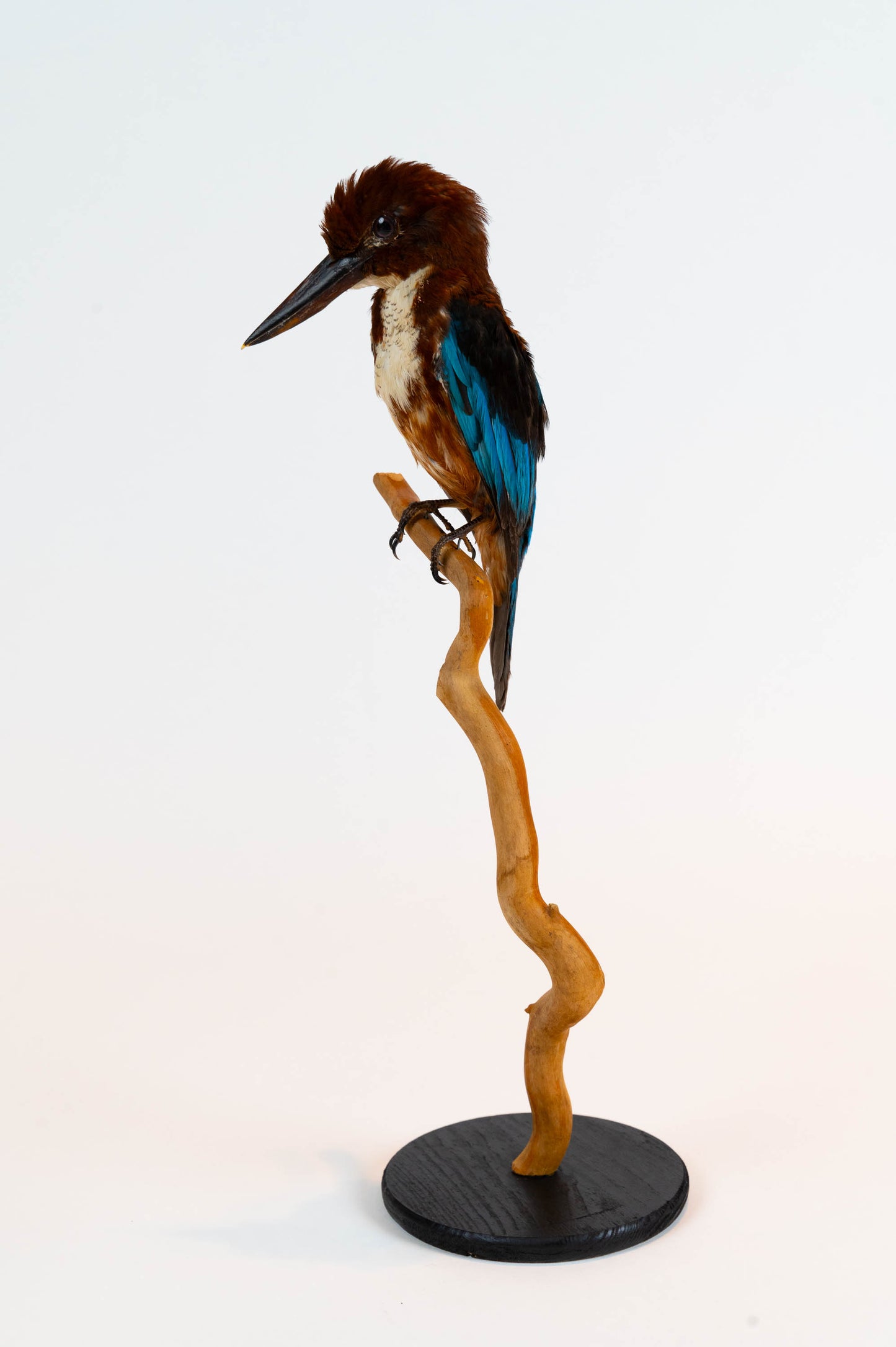 Mésange Charbonnière Empaillée Murale À Vendre