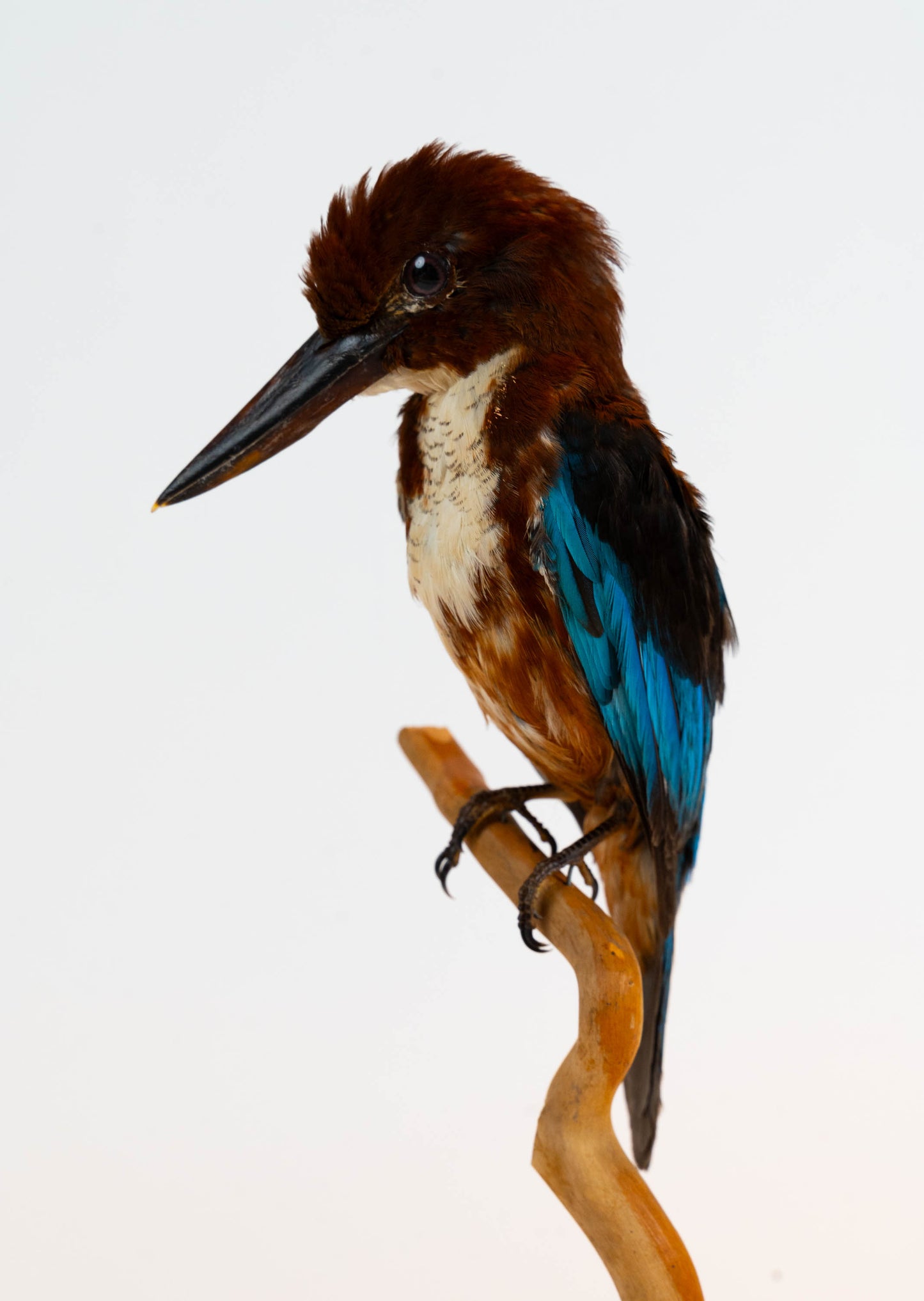 Mésange Charbonnière Empaillée Murale À Vendre