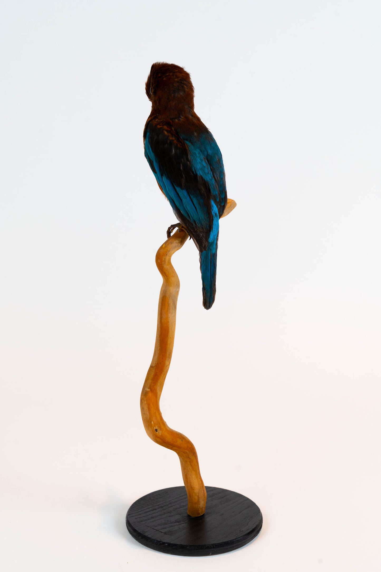Mésange Charbonnière Empaillée Murale À Vendre