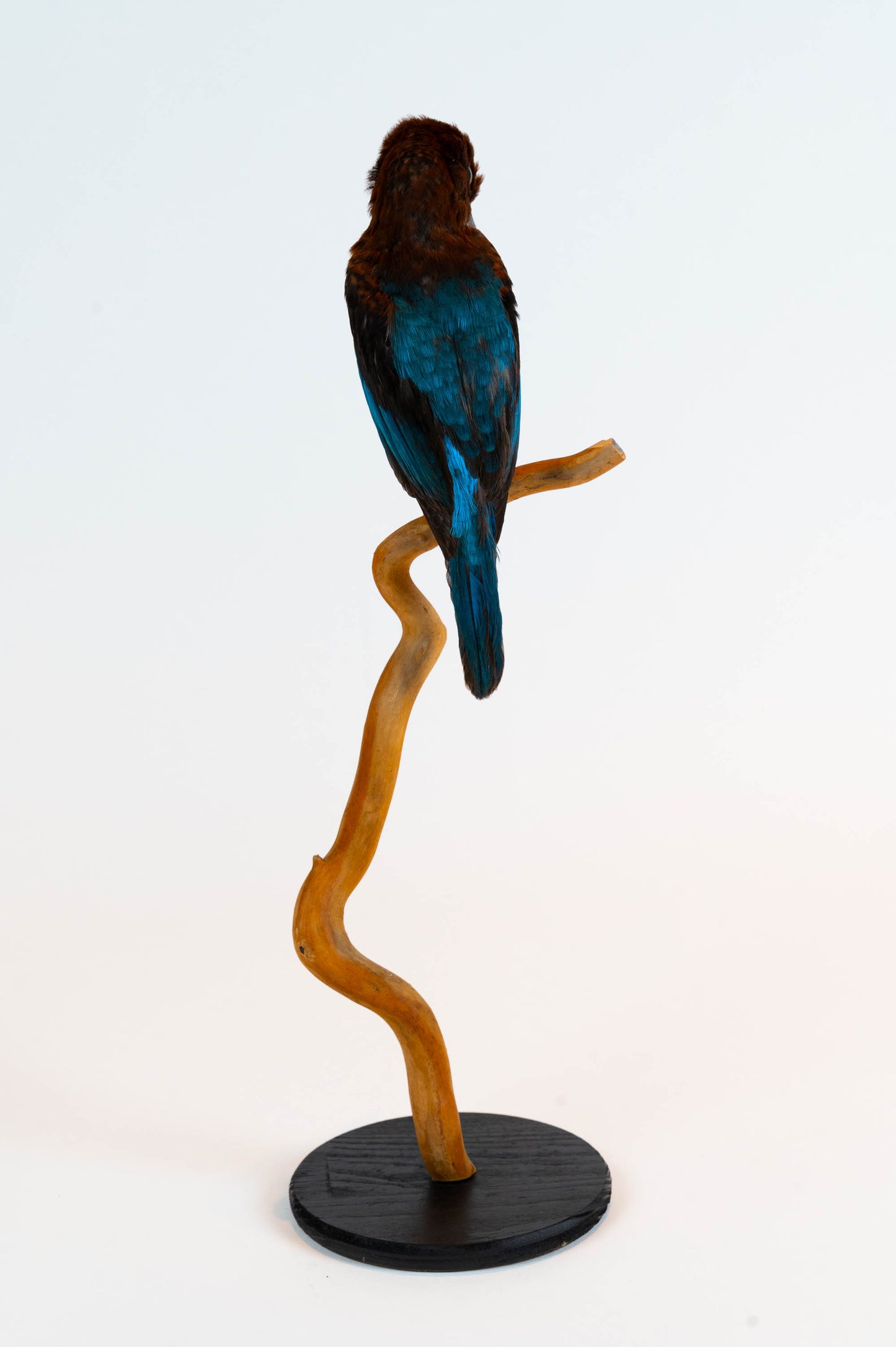 Mésange Charbonnière Empaillée Murale À Vendre