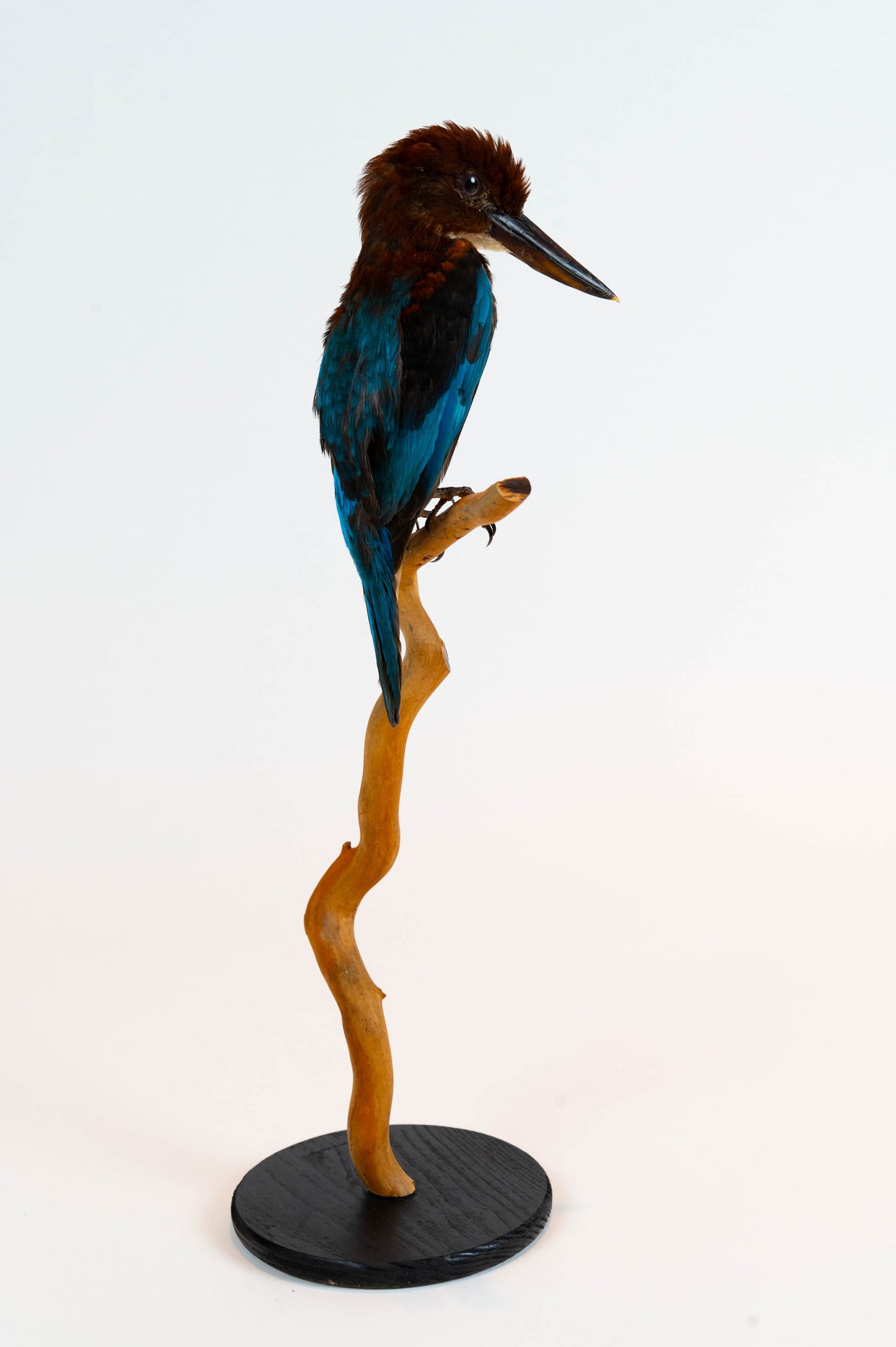 Mésange Charbonnière Empaillée Murale À Vendre