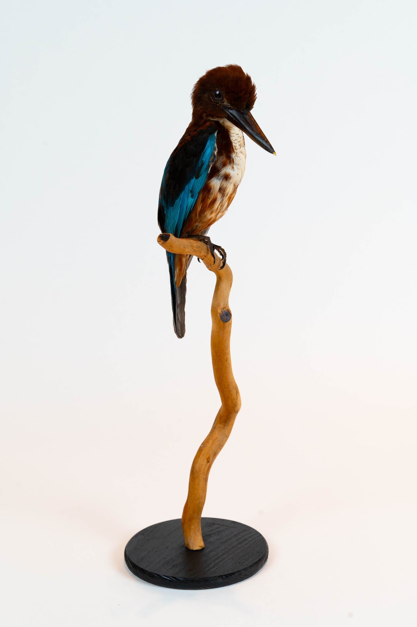 Mésange Charbonnière Empaillée Murale À Vendre