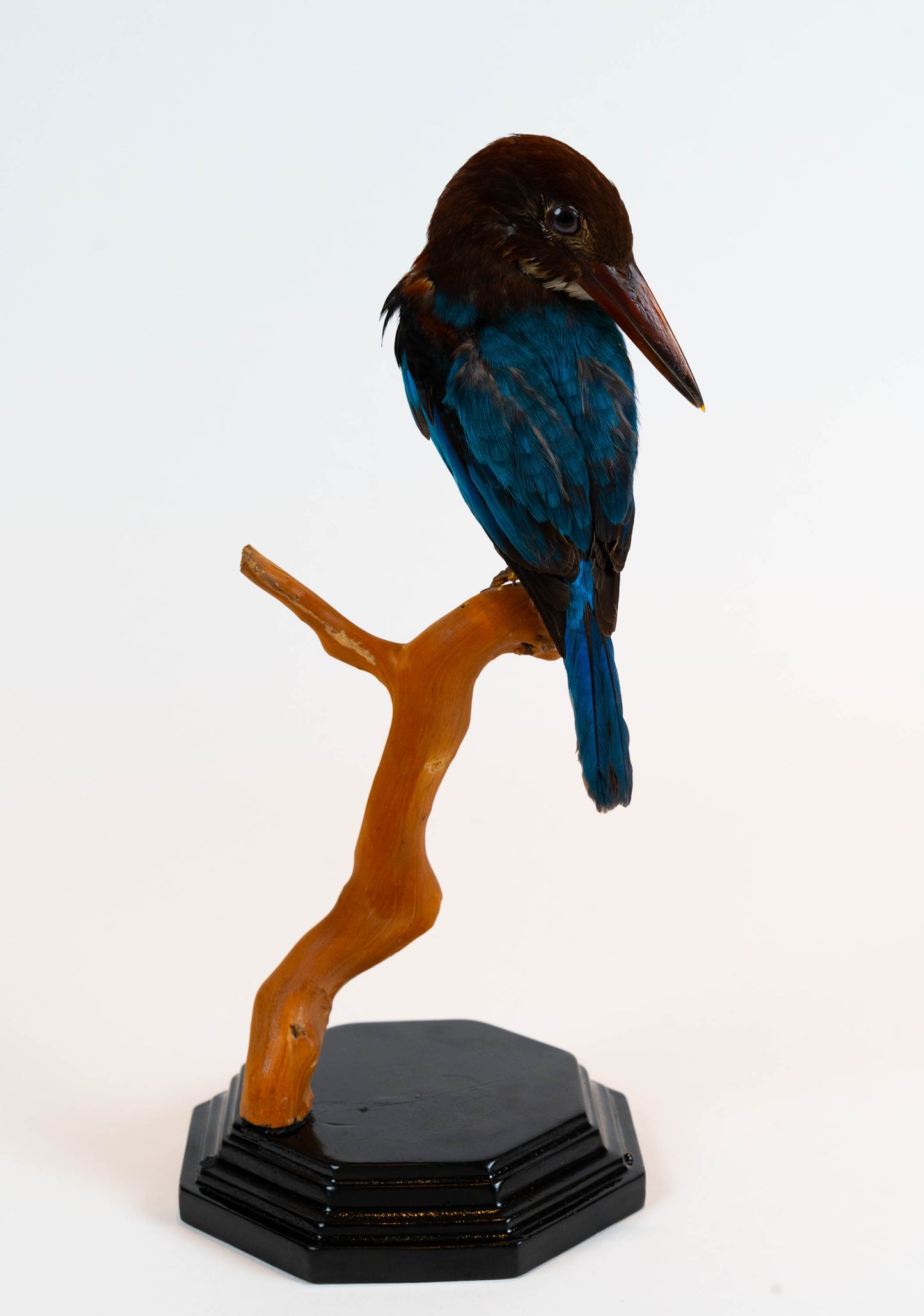 Kingfisher Taxidermy Stand Mount For Sale