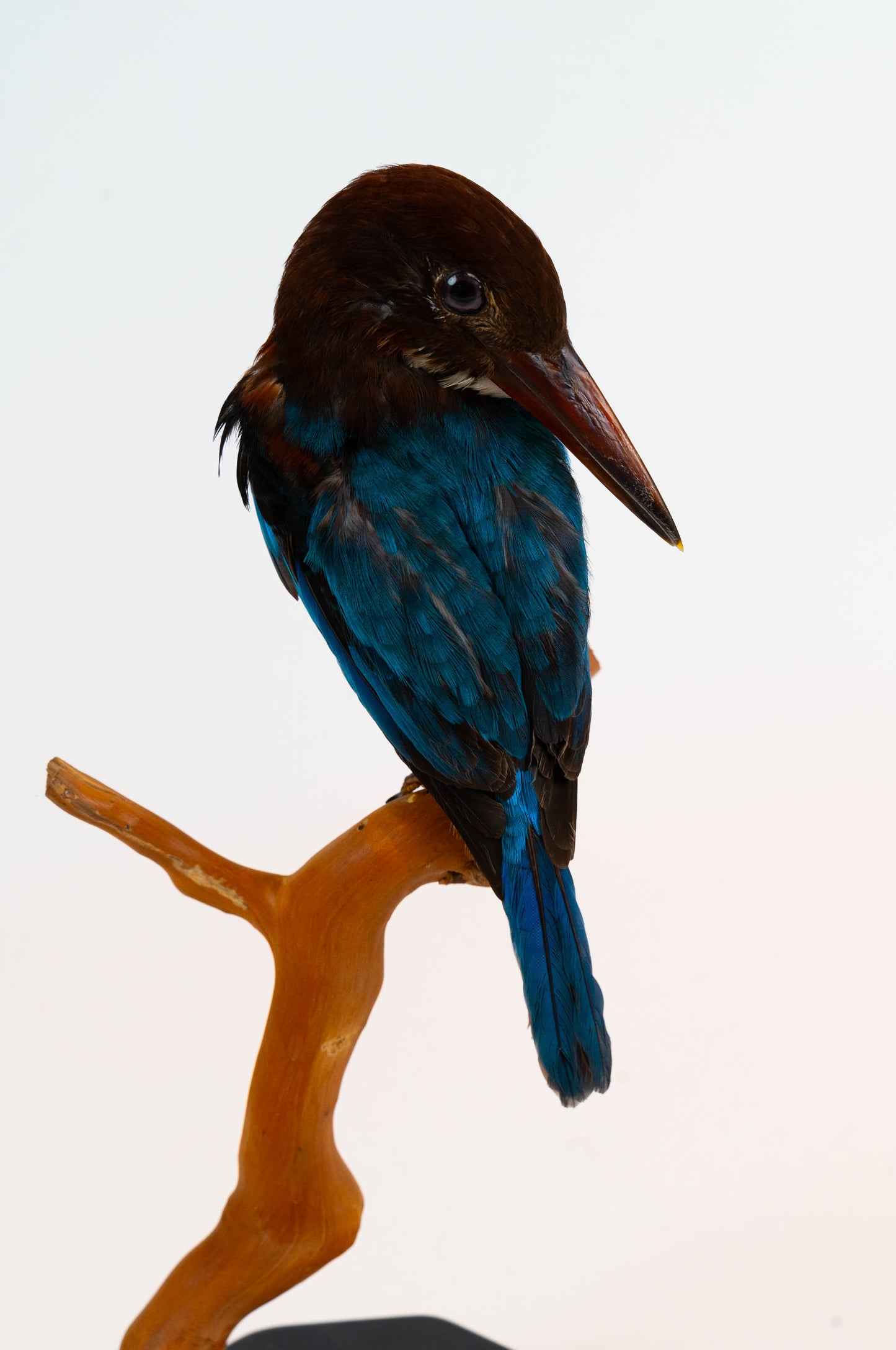 Kingfisher Taxidermy Stand Mount For Sale