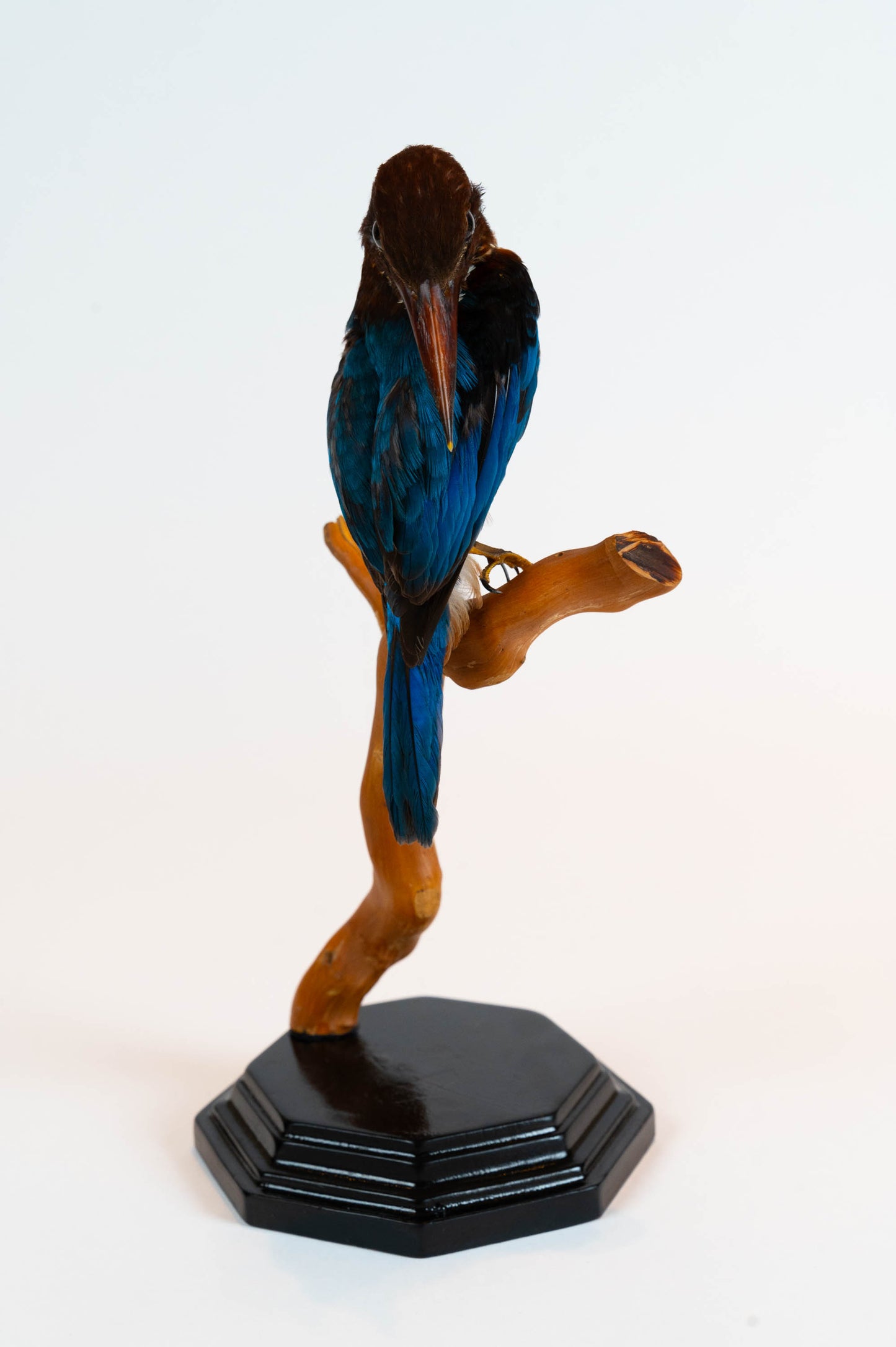 Kingfisher Taxidermy Stand Mount For Sale