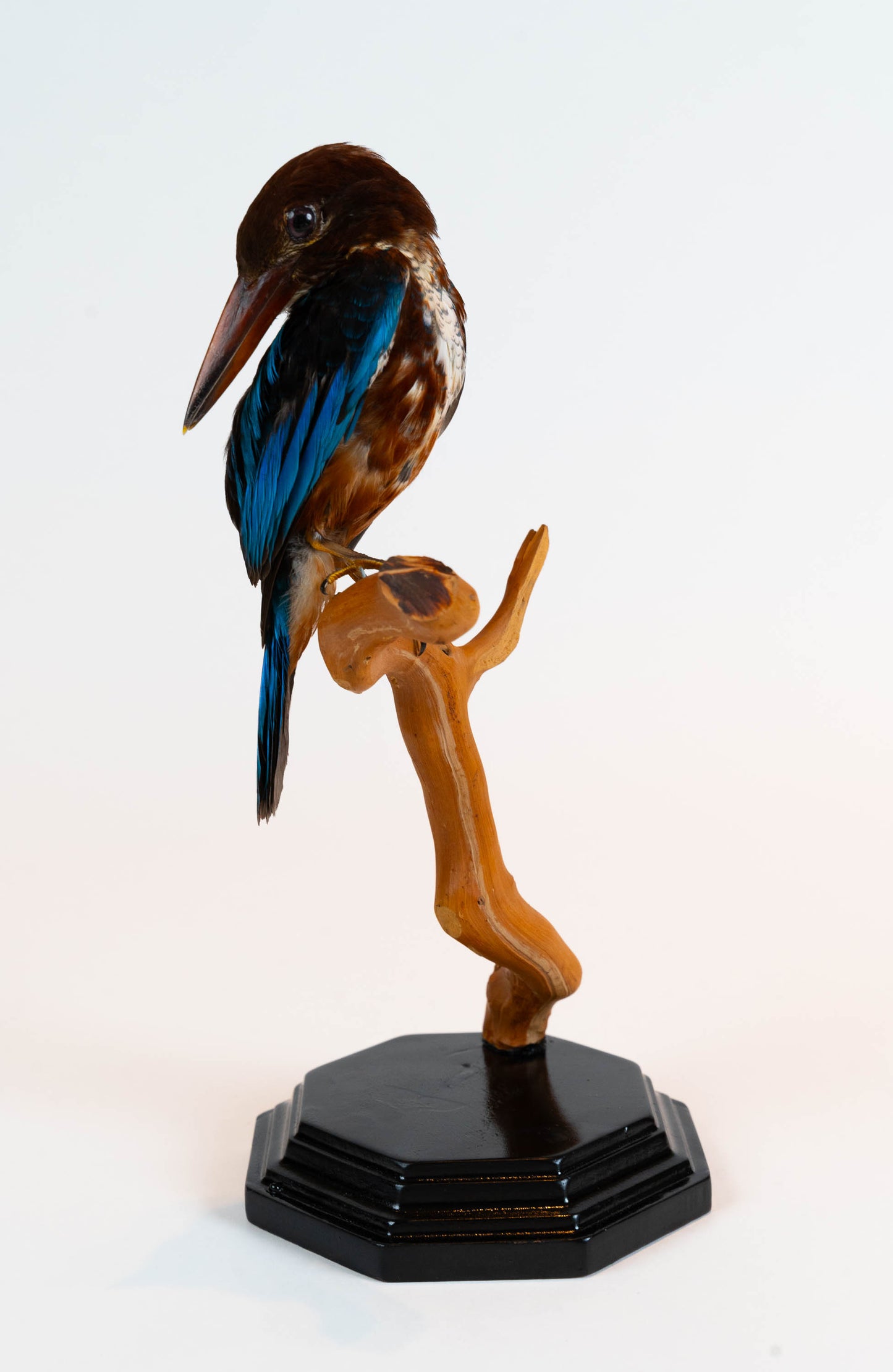 Kingfisher Taxidermy Stand Mount For Sale